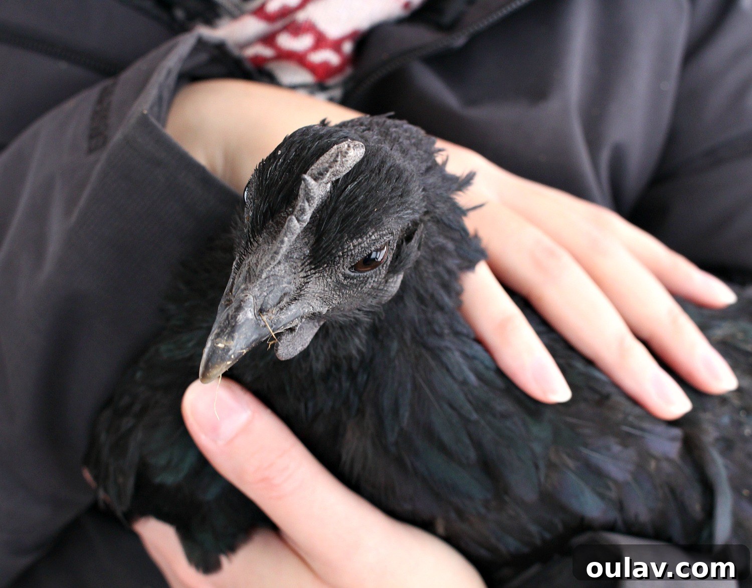 Jet My Sweet Ayam Cemani Hen Gone Too Soon 6 Jet, the Ayam Cemani hen, walking in the clean chicken run with her flock mates
