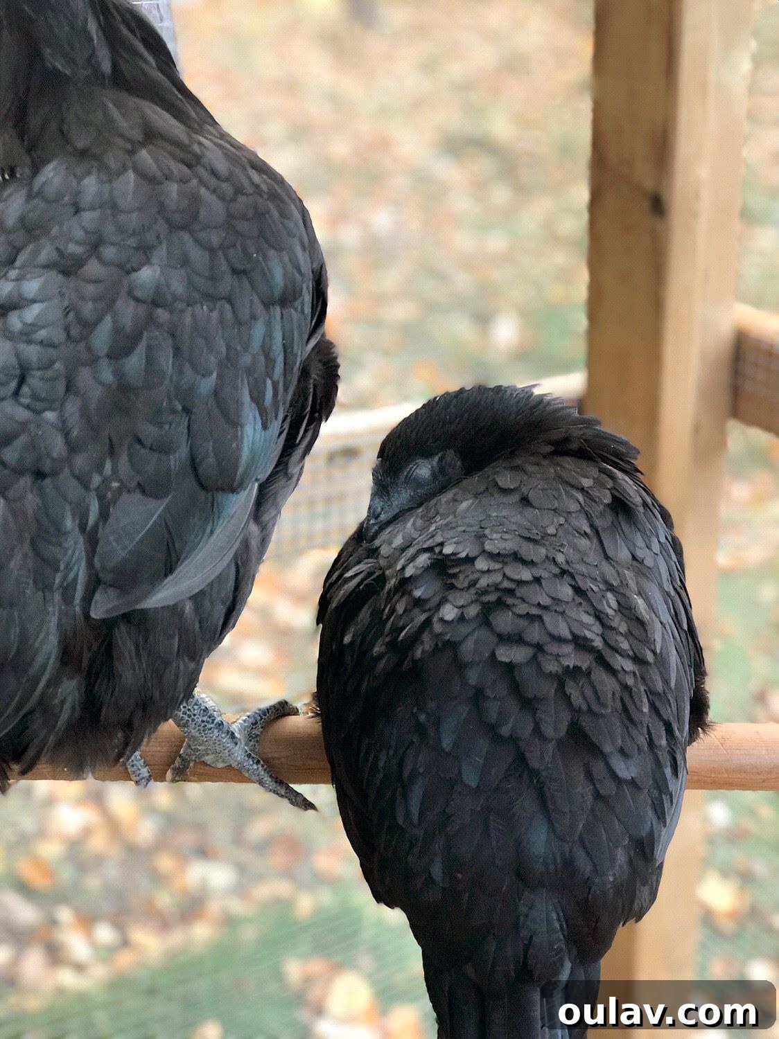 Jet My Sweet Ayam Cemani Hen Gone Too Soon 7 Ayam Cemani hen, Jet, standing gracefully in the chicken run
