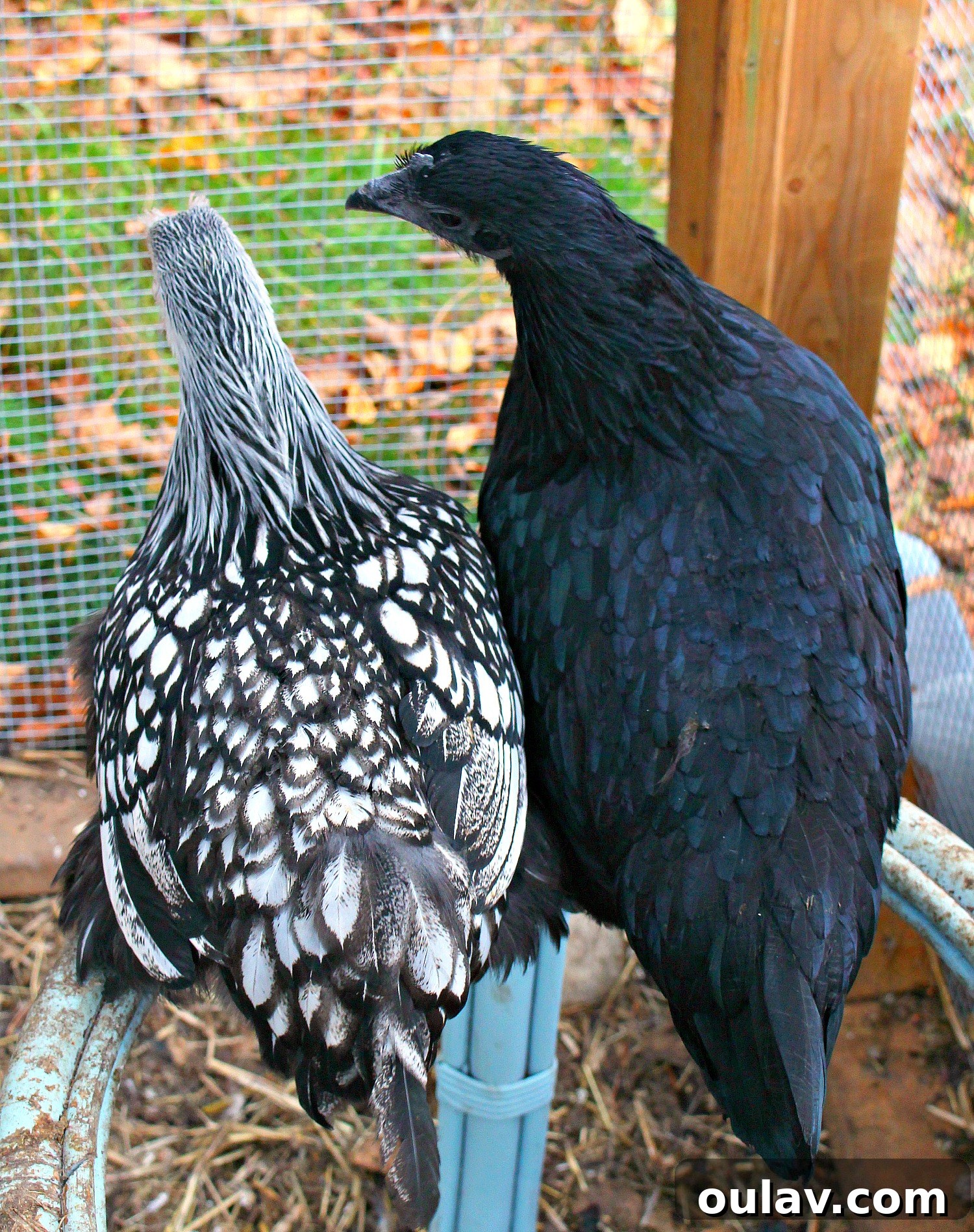 Ayam Cemani and Wyandotte chickens as friends in a coop