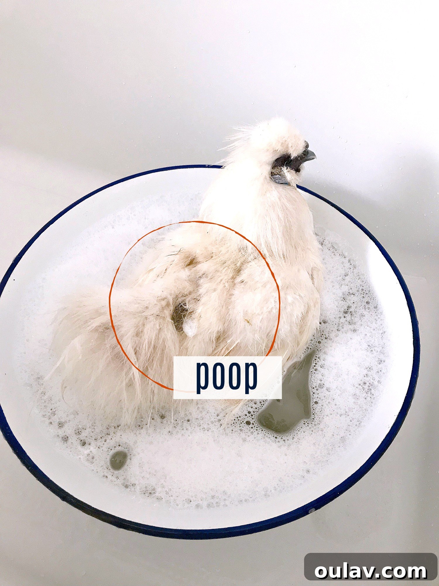 Bathing Chickens Your Essential Guide 2 How to Bathe a Chicken