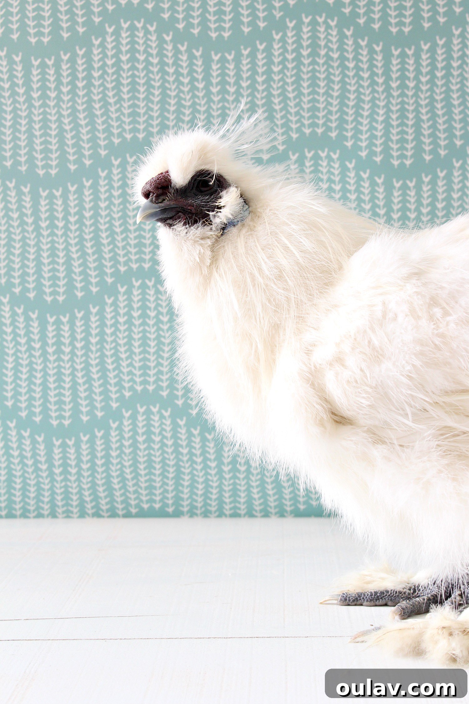Silkie Rooster