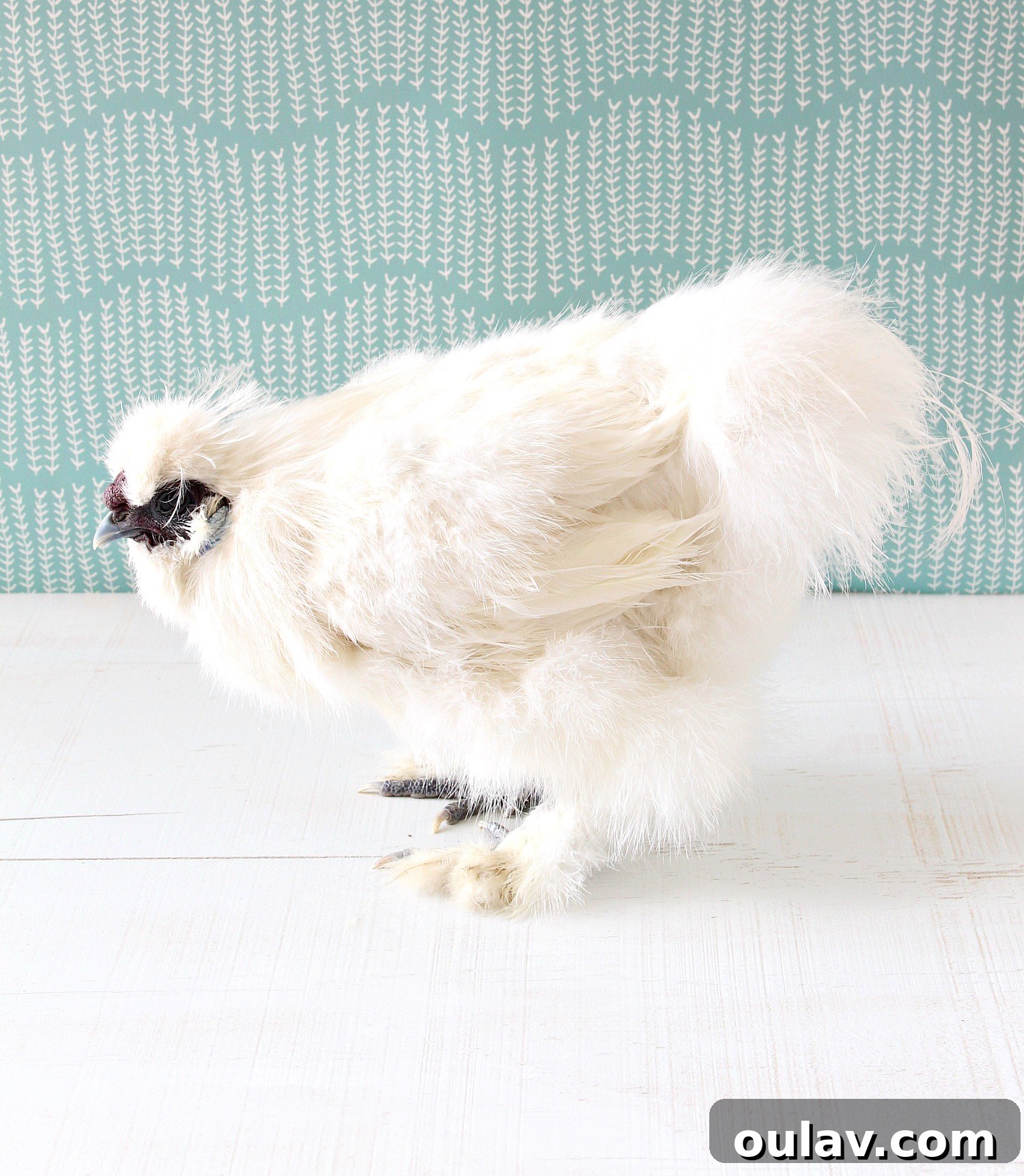 Bathing Chickens Your Essential Guide 12 Rooster Silkie Photo