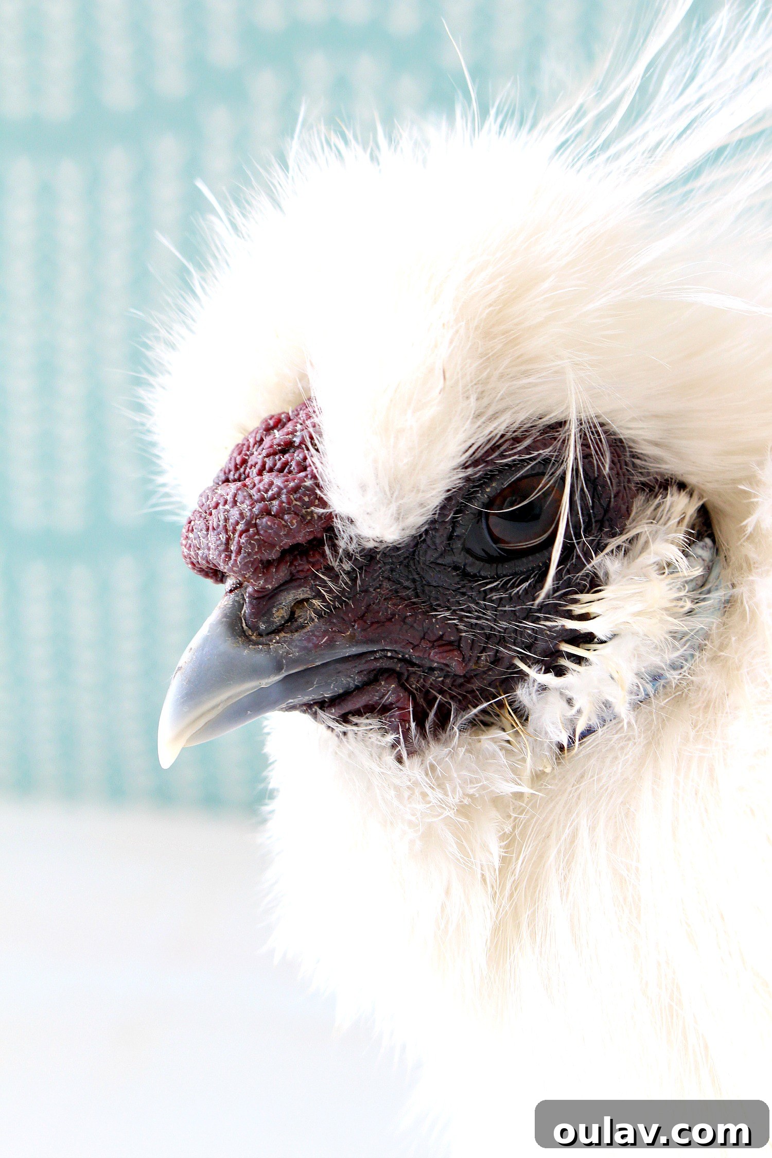 Silkie Rooster Comb Color