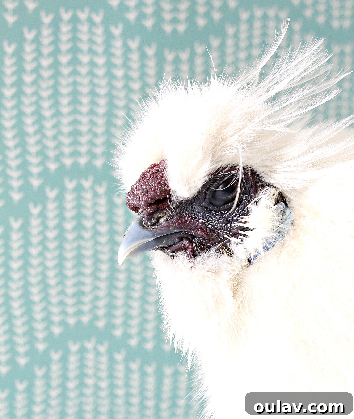 Bathing Chickens Your Essential Guide 15 Mulberry Silkie Rooster Comb
