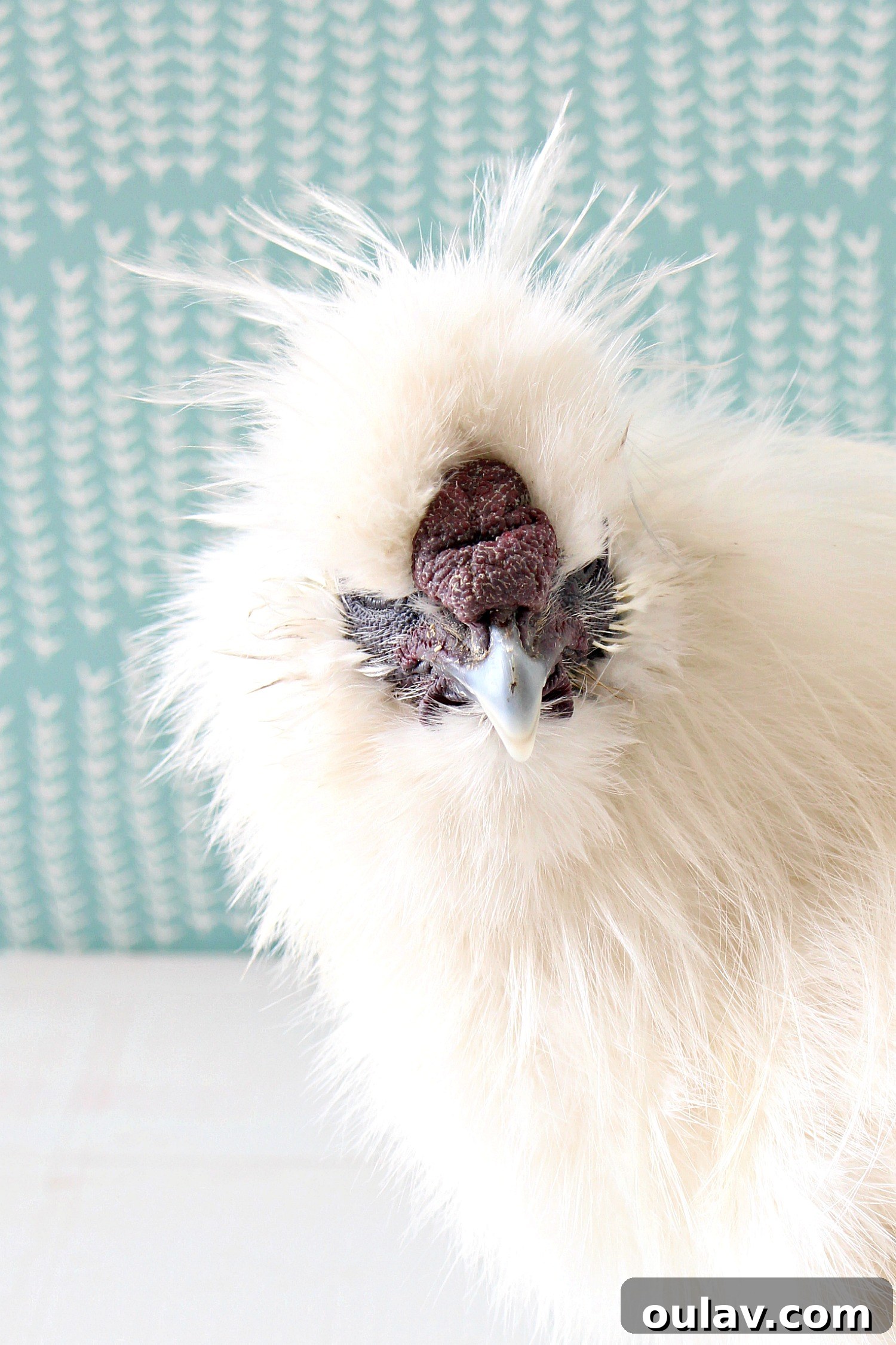 White Silkie Chicken