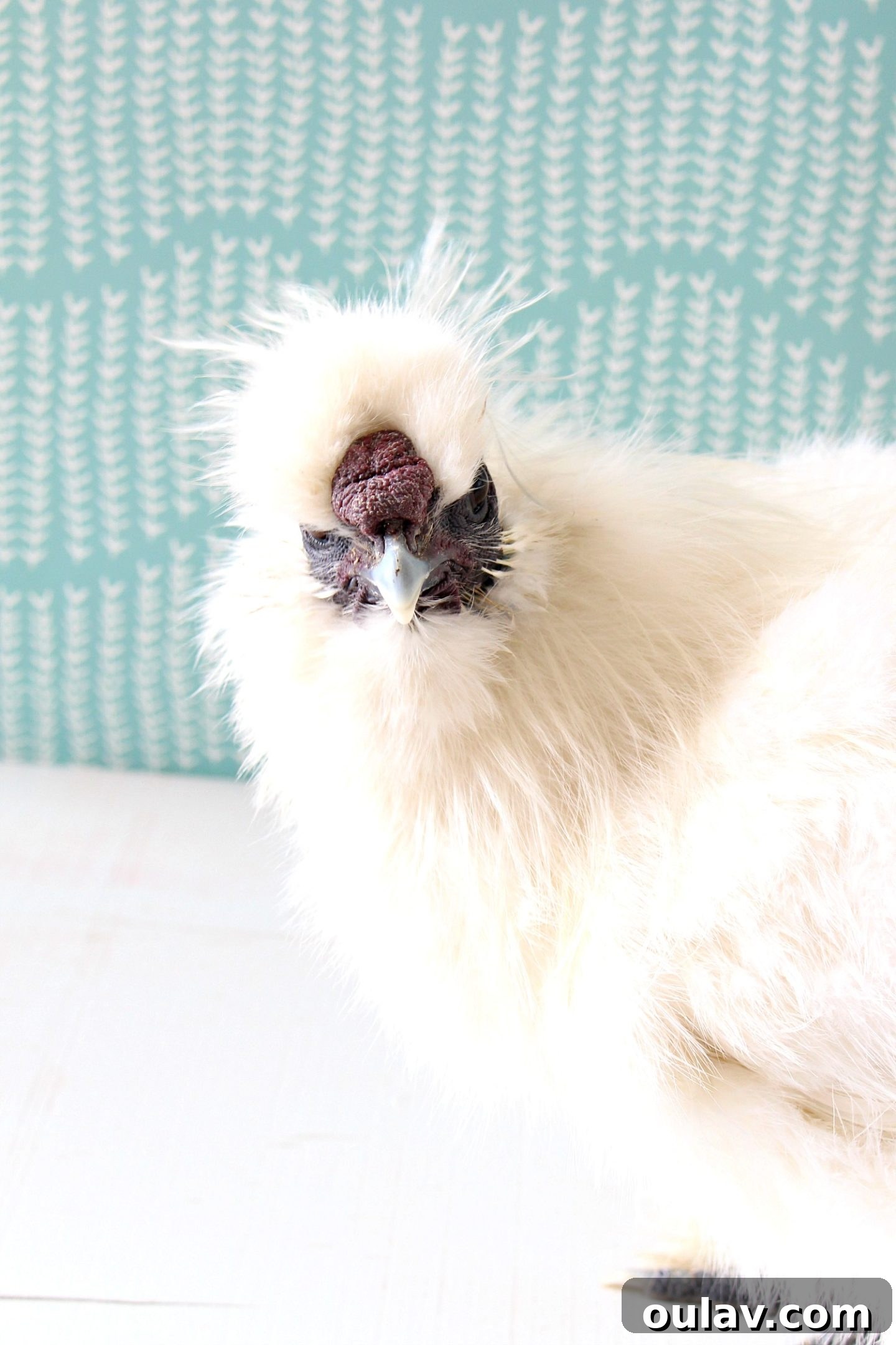 Bathing Chickens Your Essential Guide 17 Silkie Chickens