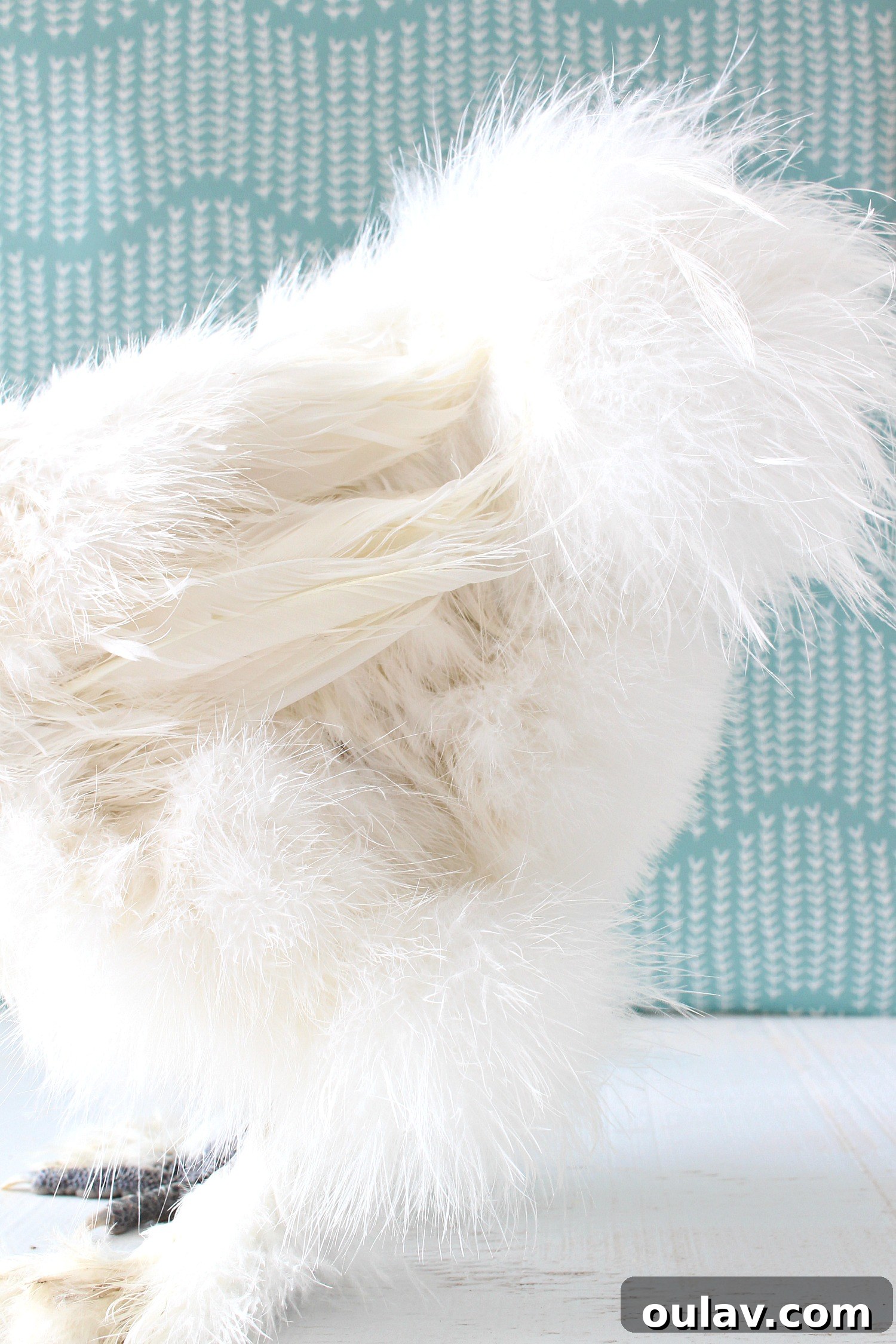Silkie Chicken Feathers
