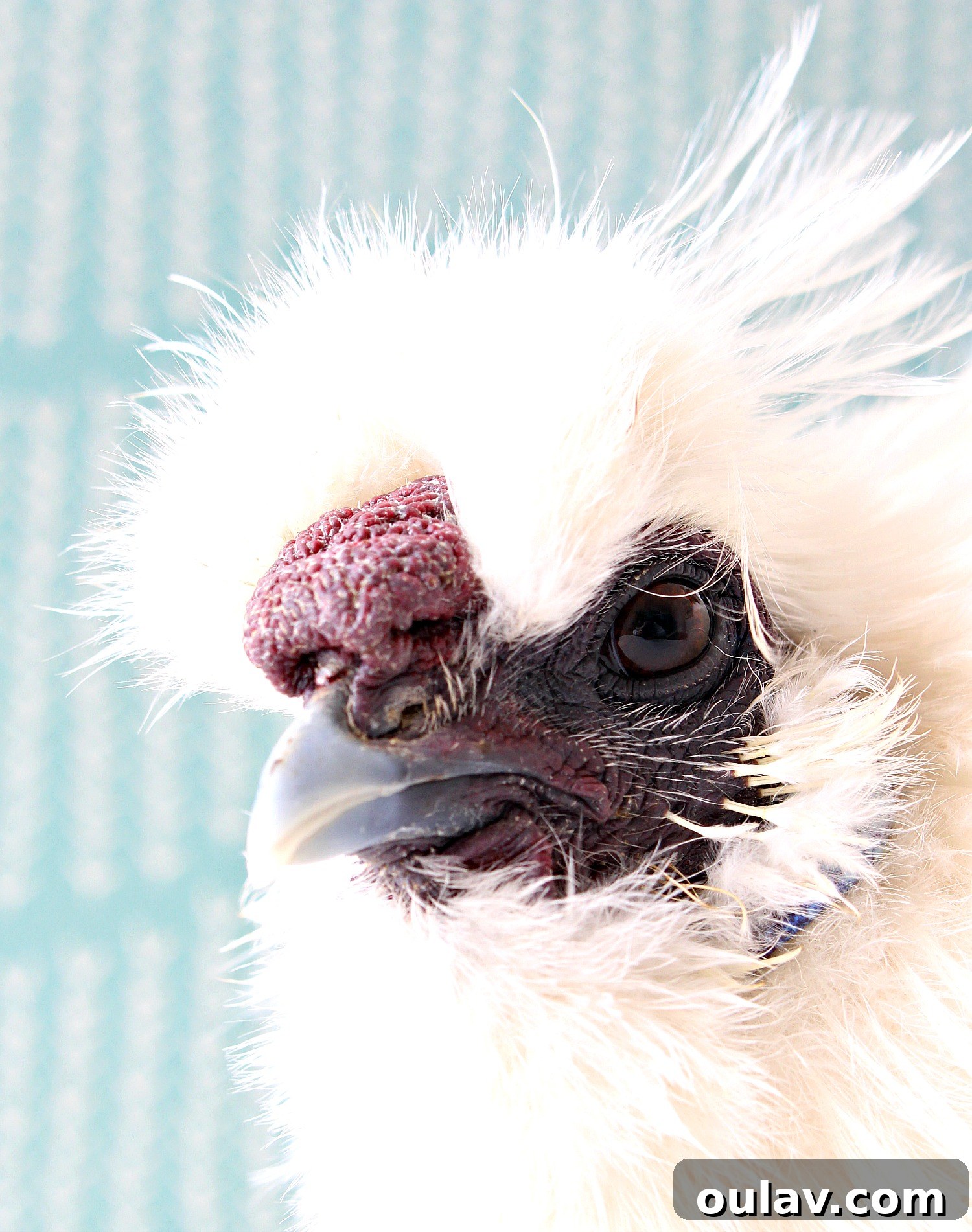 Bathing Chickens Your Essential Guide 19 Silkie Chicken Face Detail