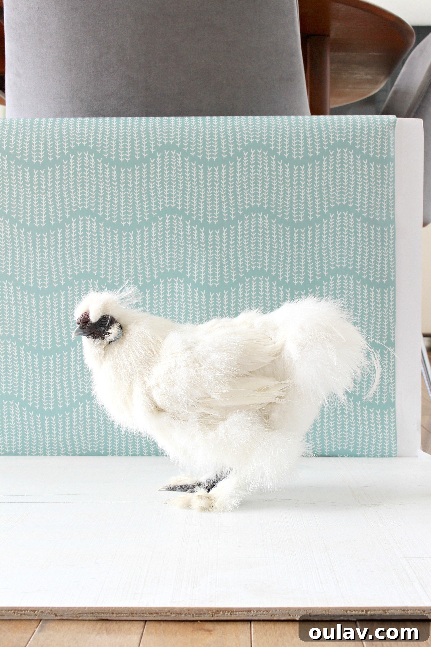 Bathing Chickens Your Essential Guide 20 Chicken Photo Shoot