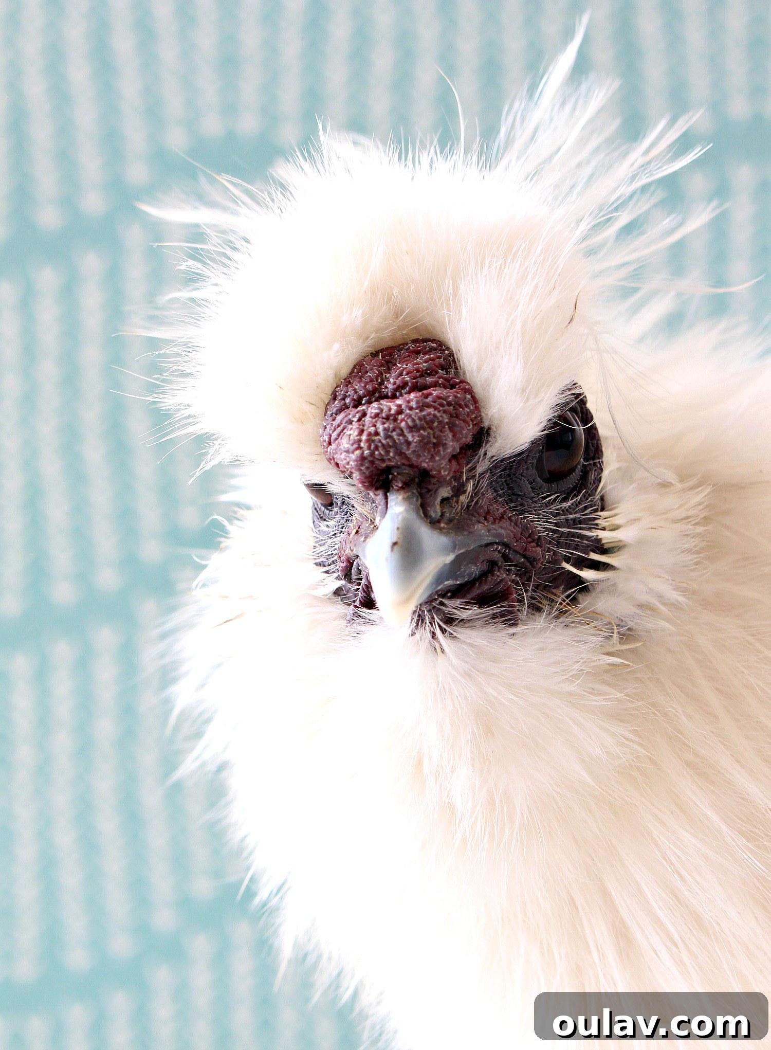 Bathing Chickens Your Essential Guide 3 Silkie Rooster