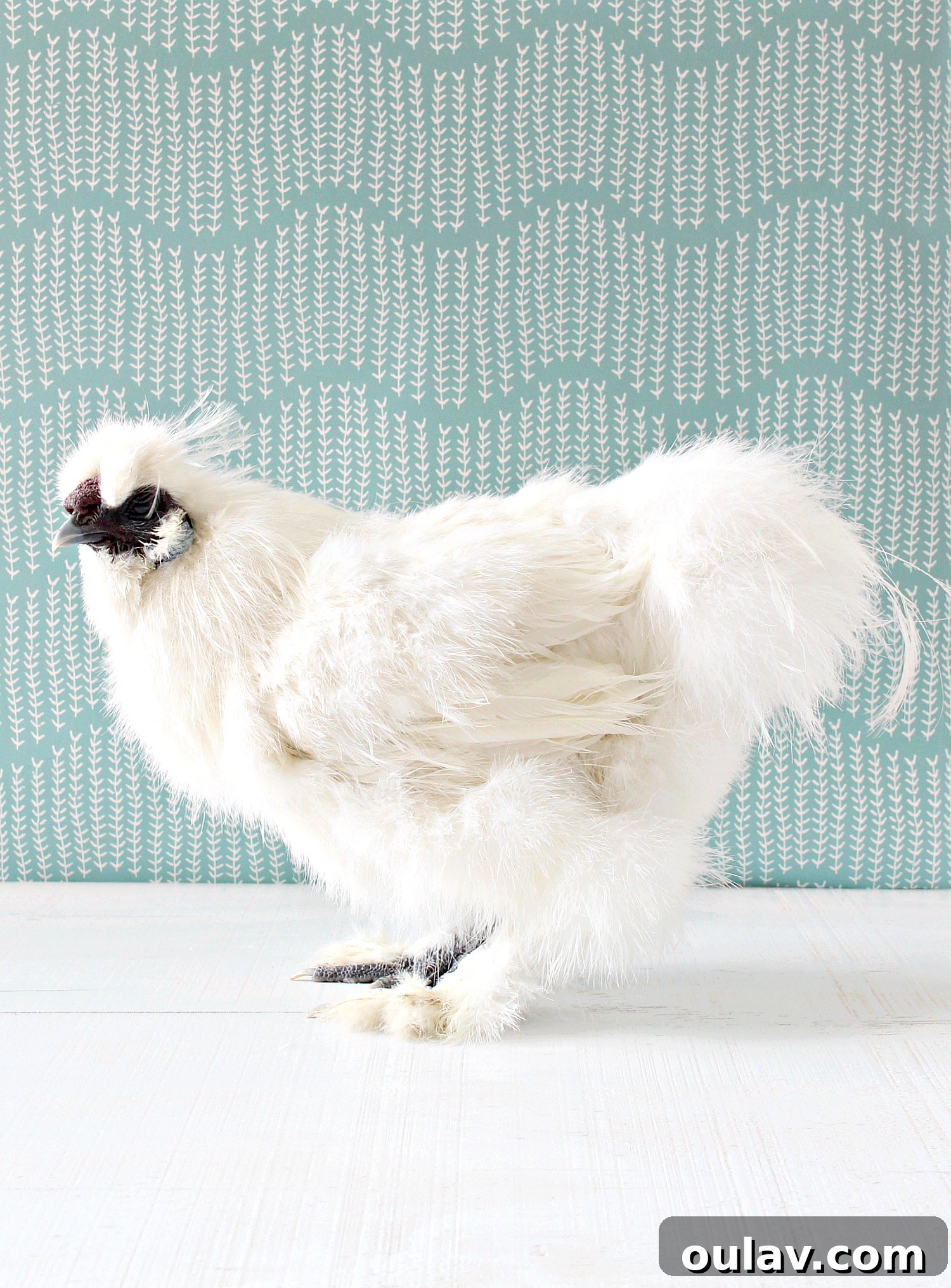 Bathing Chickens Your Essential Guide 5 White Silkie Rooster