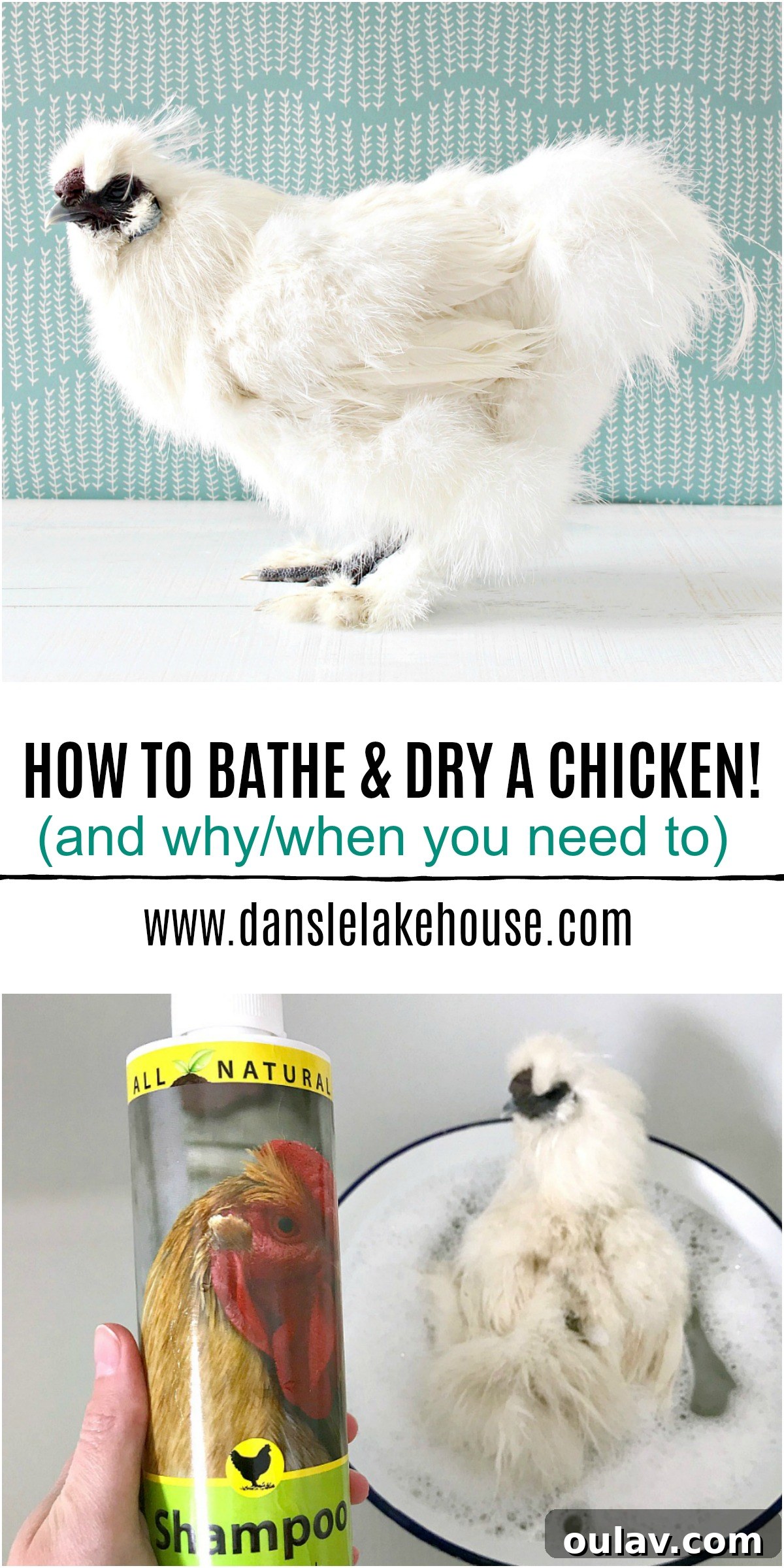 Bathing Chickens Your Essential Guide 6 How to Bathe and Dry a Chicken and Why/When You Need to Wash a Chicken