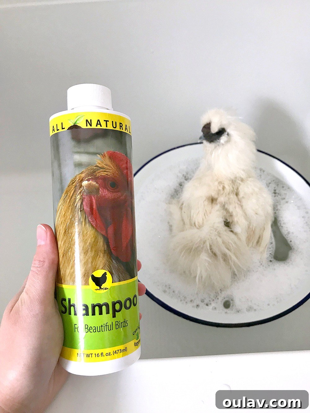 Bathing Chickens Your Essential Guide 7 How to Give a Chicken a Bath