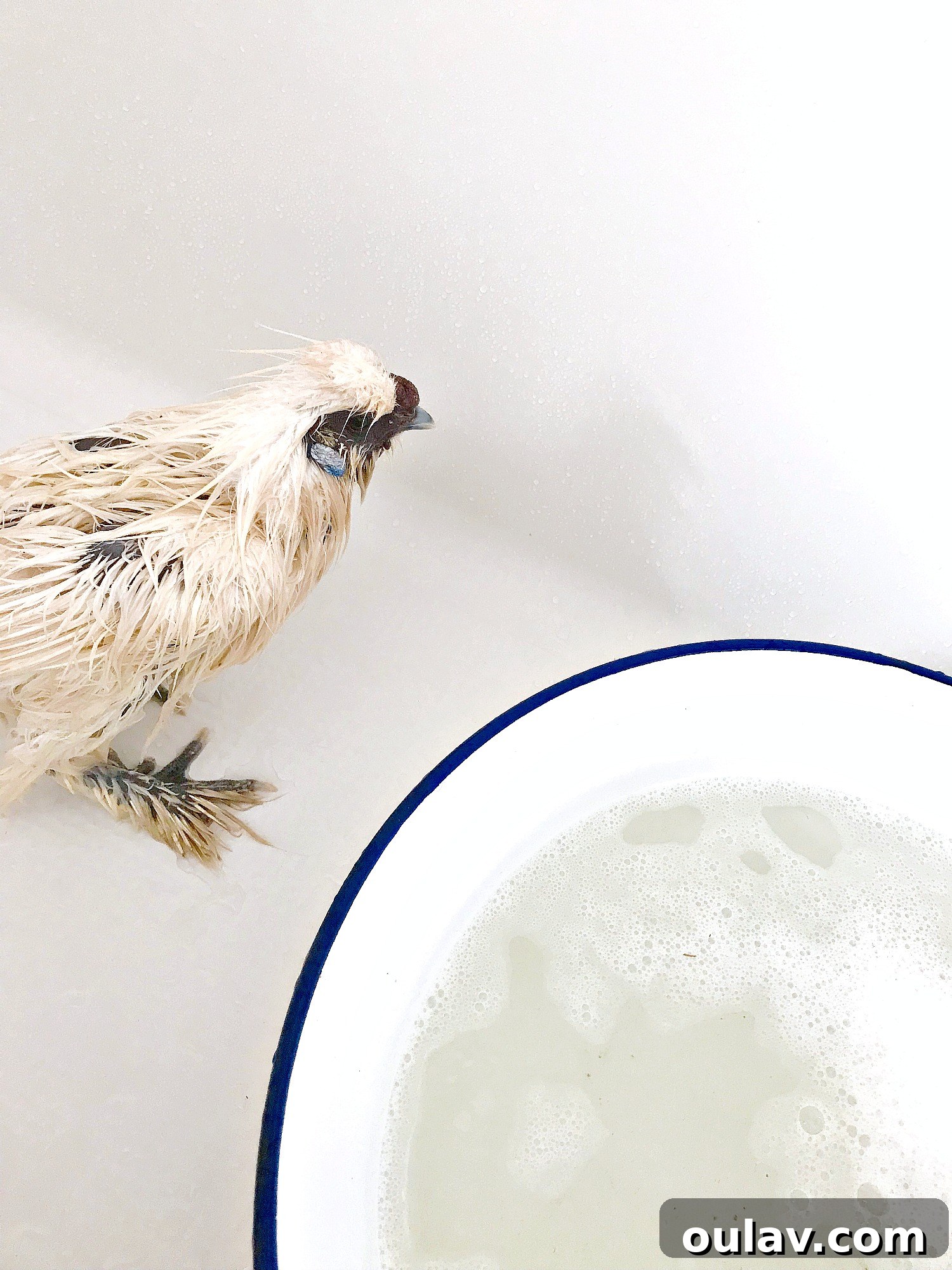 Bathing Chickens Your Essential Guide 8 Tips on Bathing a Chicken