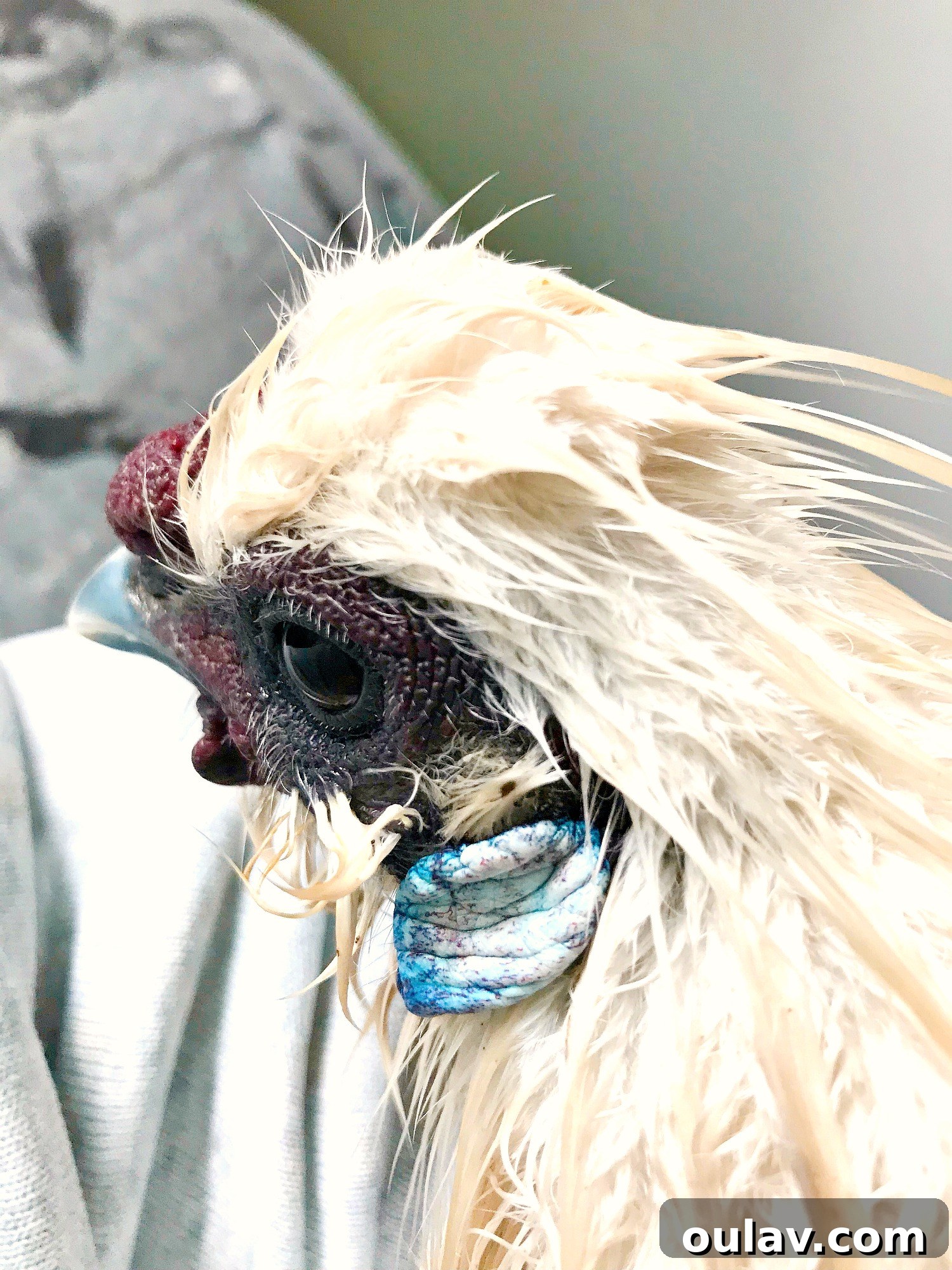 Bathing Chickens Your Essential Guide 9 How to Dry a Chicken After a Bath