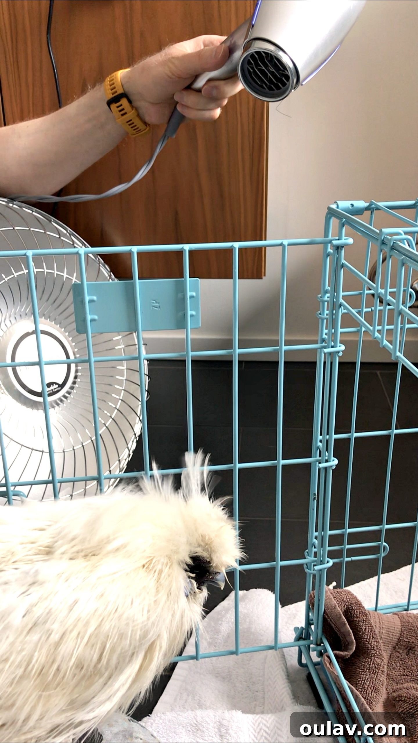Bathing Chickens Your Essential Guide 10 How to Blow Dry a Chicken
