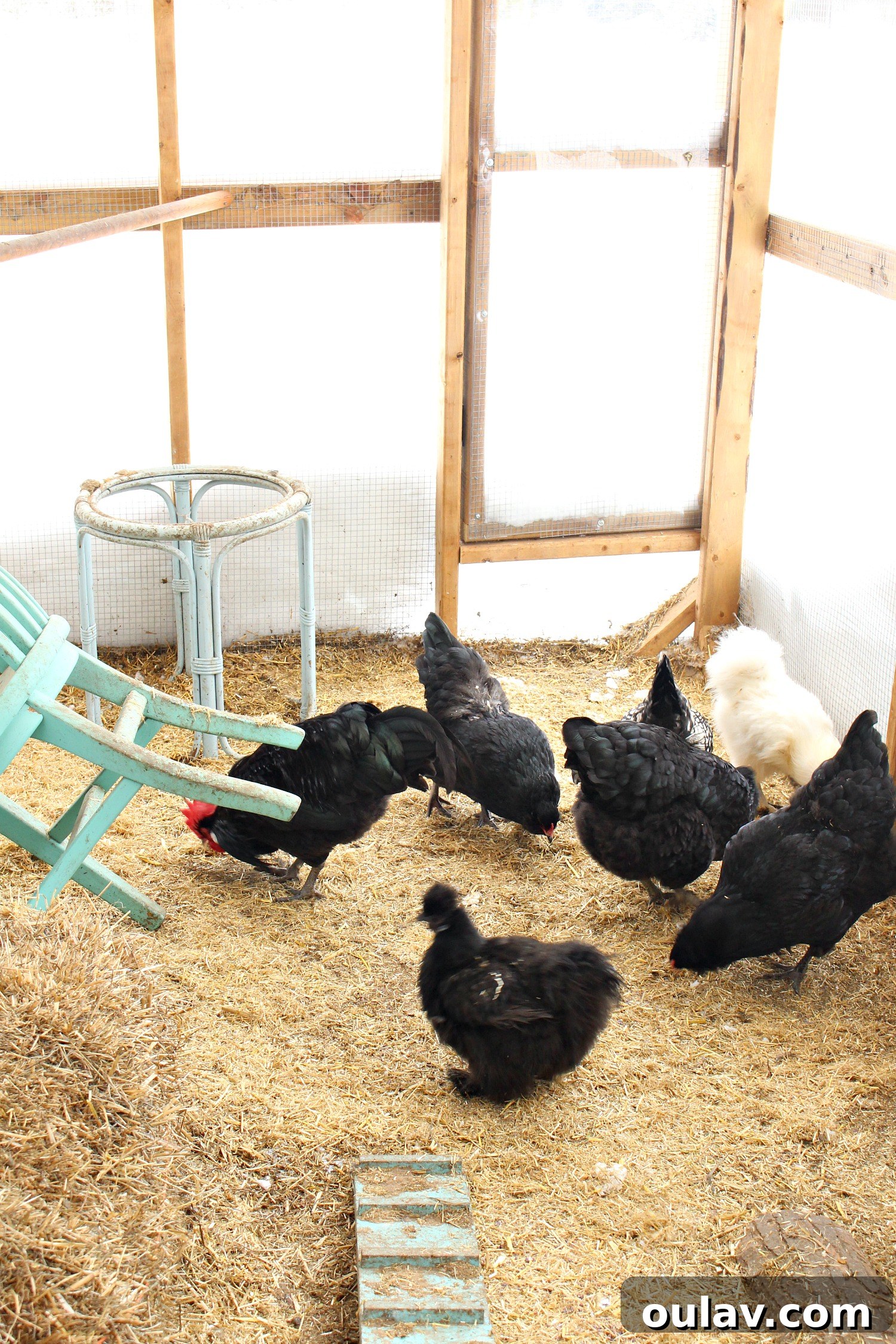 Young Chickens in the Coop