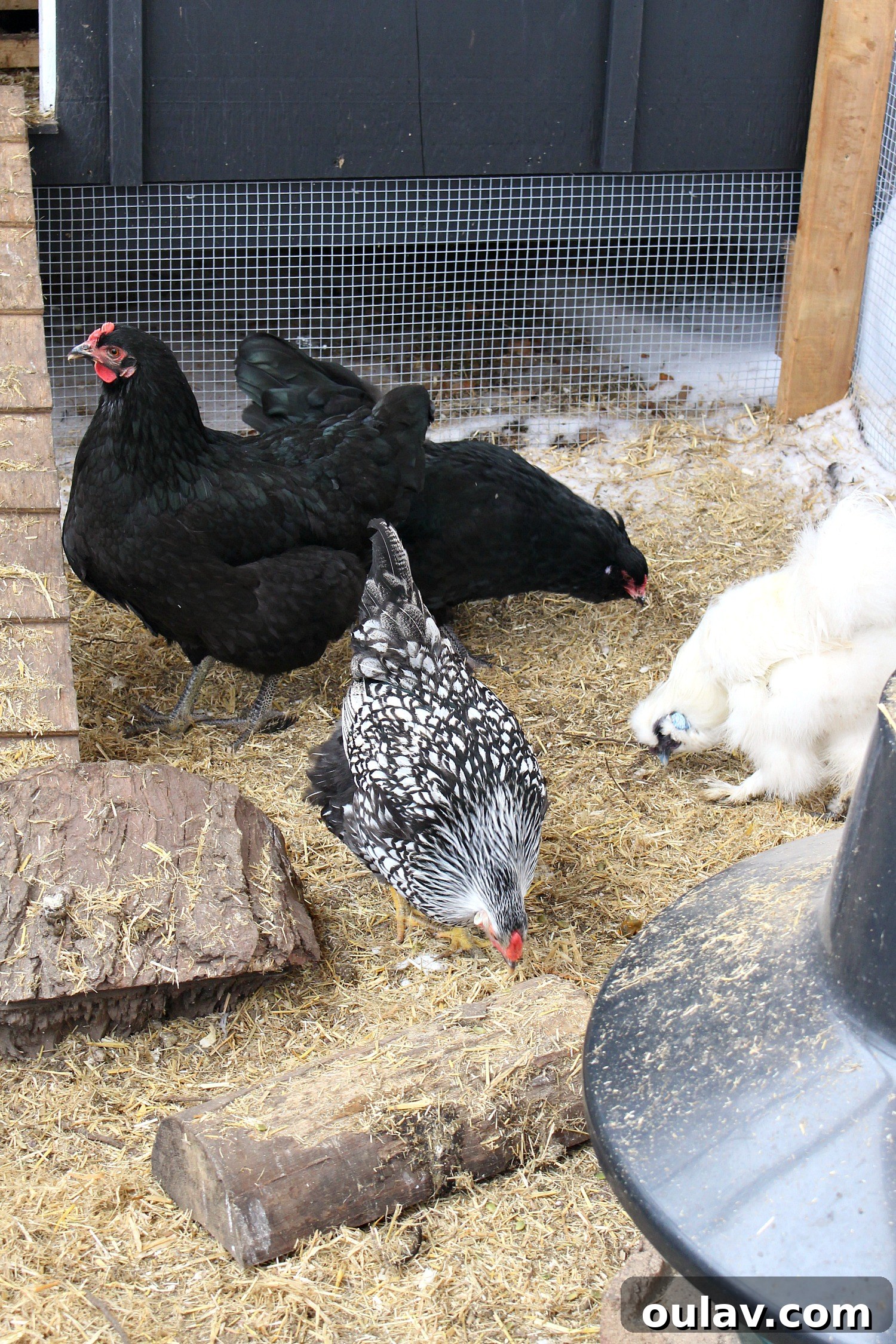 Chicken Laying an Egg