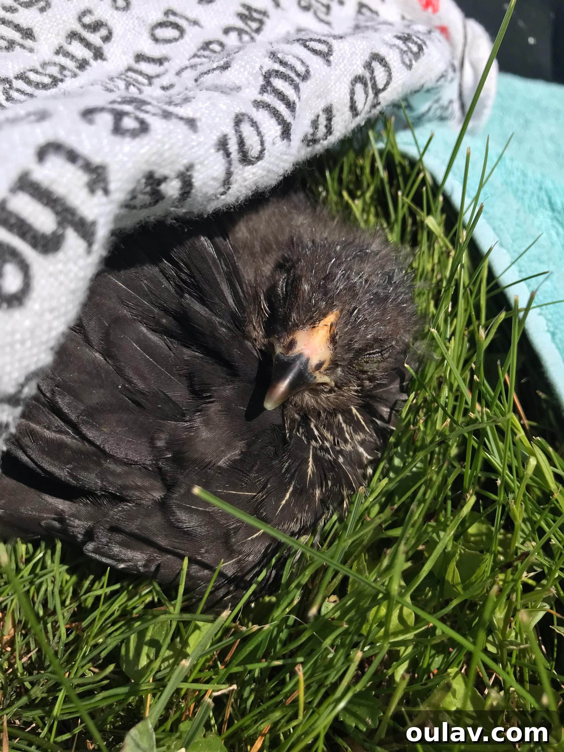 Chick in Hand