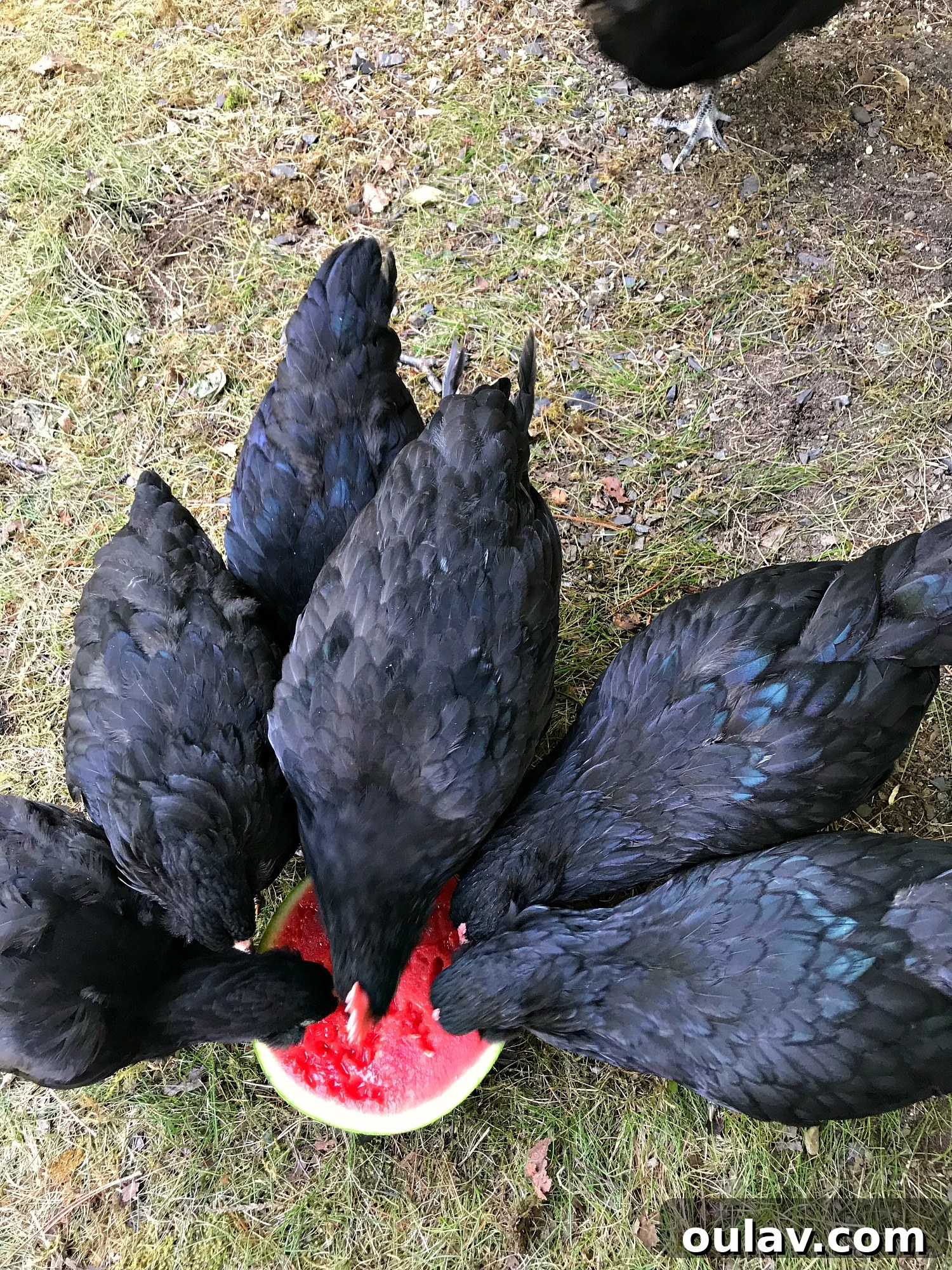 Pullet Foraging