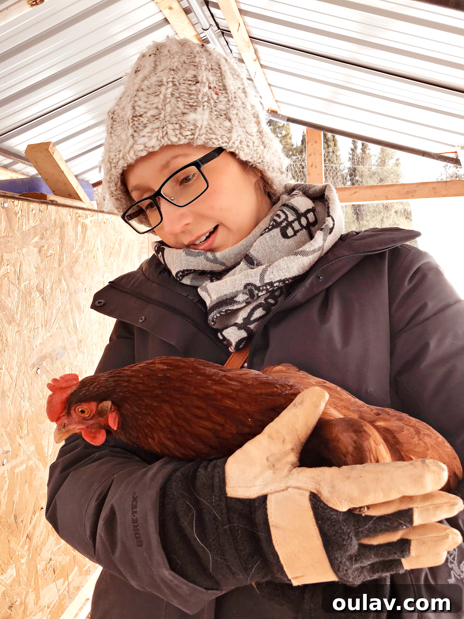 Chicken Laying Eggs in a Nest