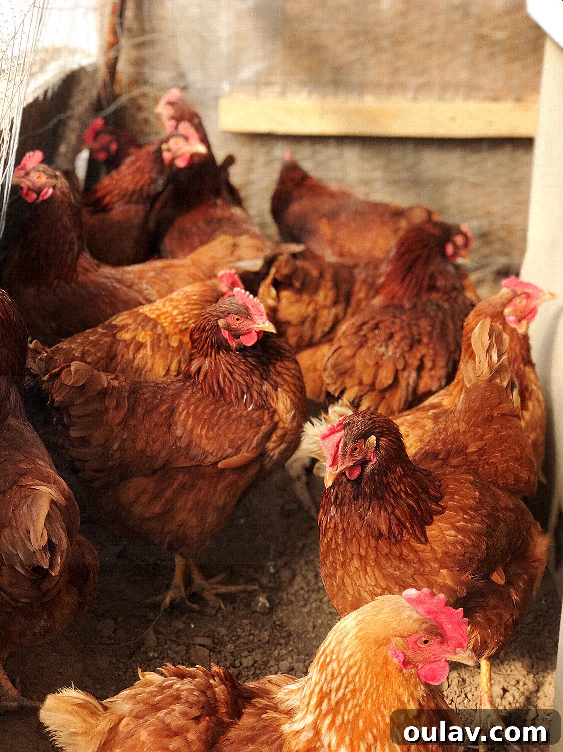 Backyard Chicken Coop with Chickens