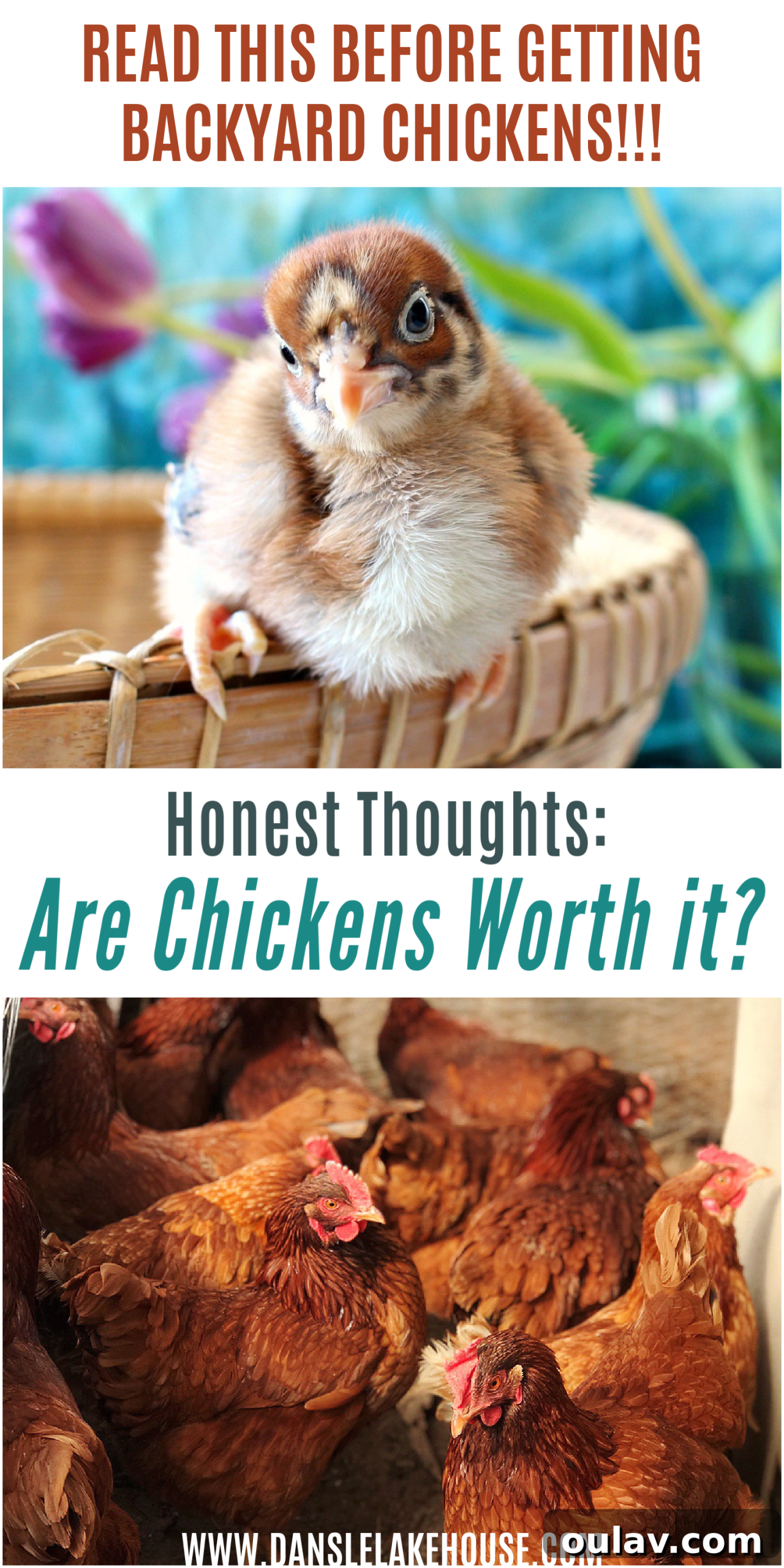 Are Backyard Chickens Worth it? Cost vs. Reward Guide