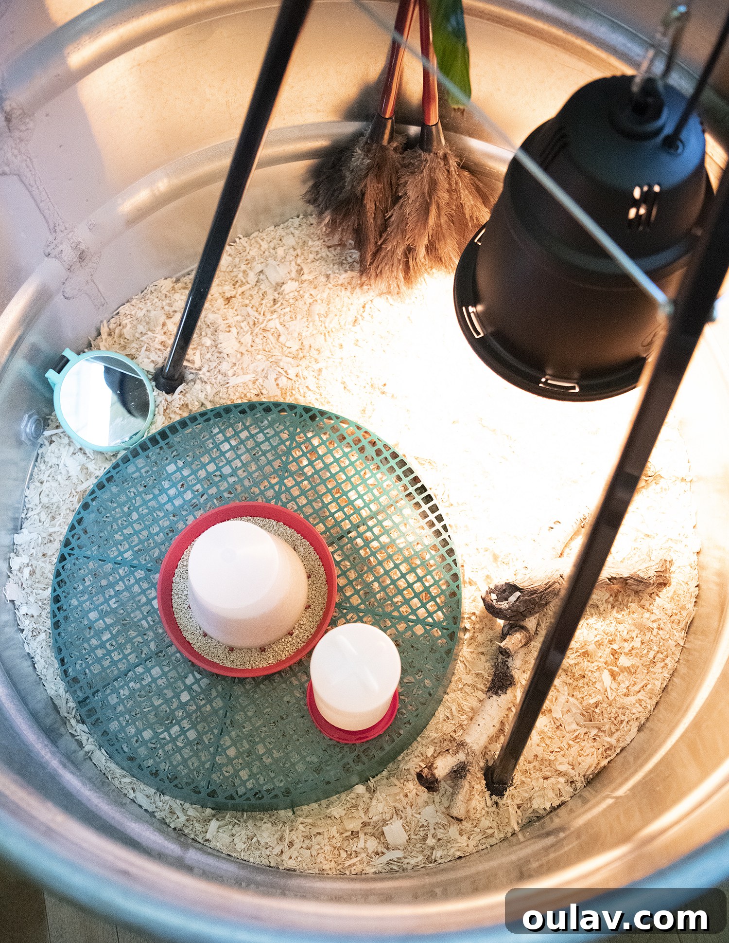 Chicks in Brooder