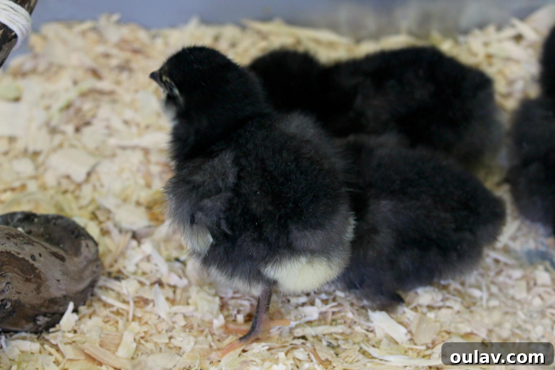 Small Chicks