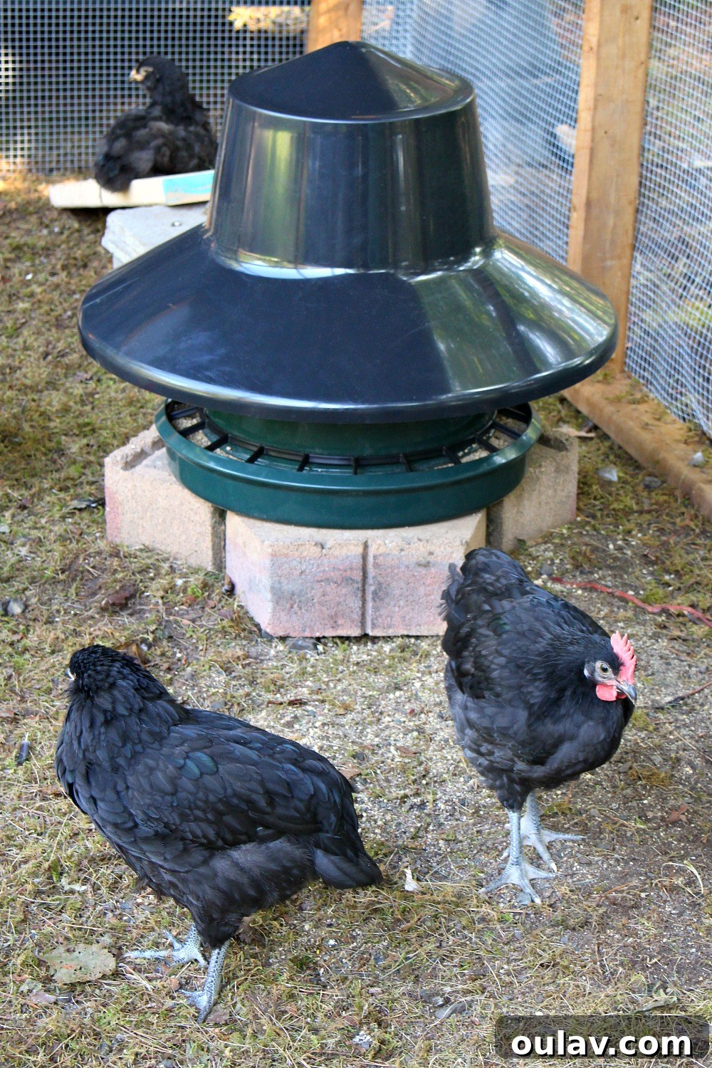 Inside a Clean Chicken Coop