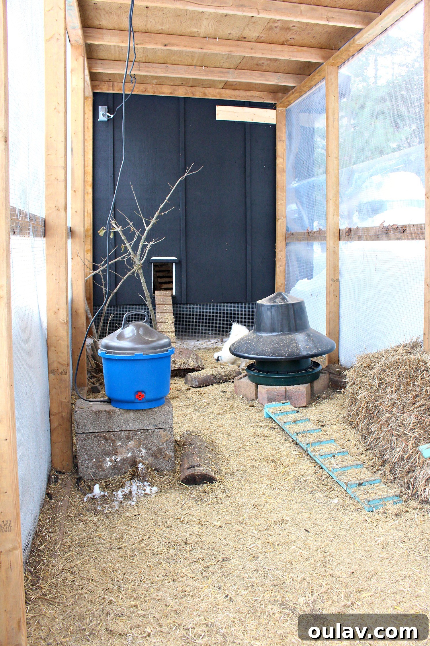 Chicken on a Roost