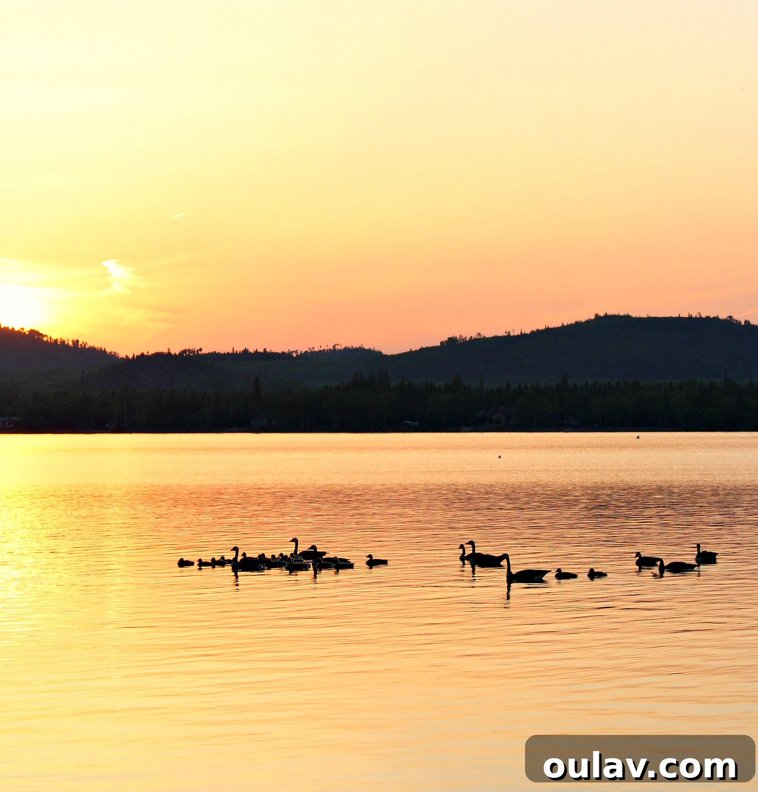 A Summer Dream Inside Our Lake House Oasis 36 Cute Gosling by Lake Superior Shoreline