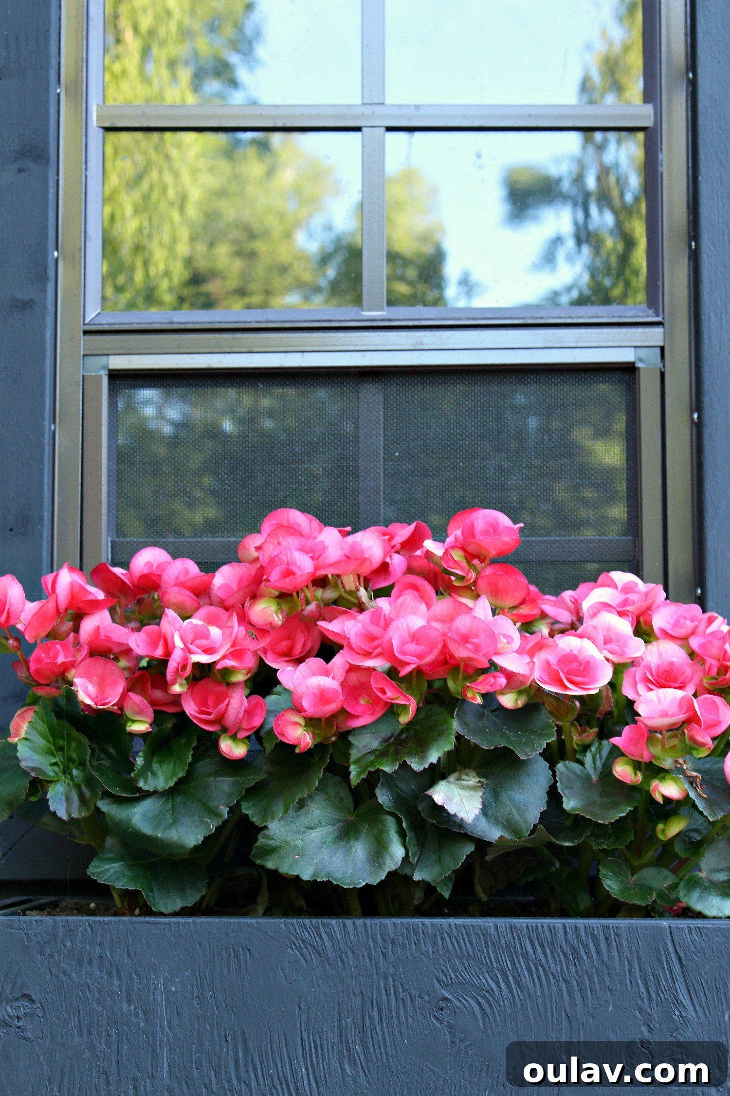 A Summer Dream Inside Our Lake House Oasis 10 Winding Path Leading to Lakehouse Chicken Coop