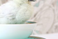 The Latest Baby Chick Portraits