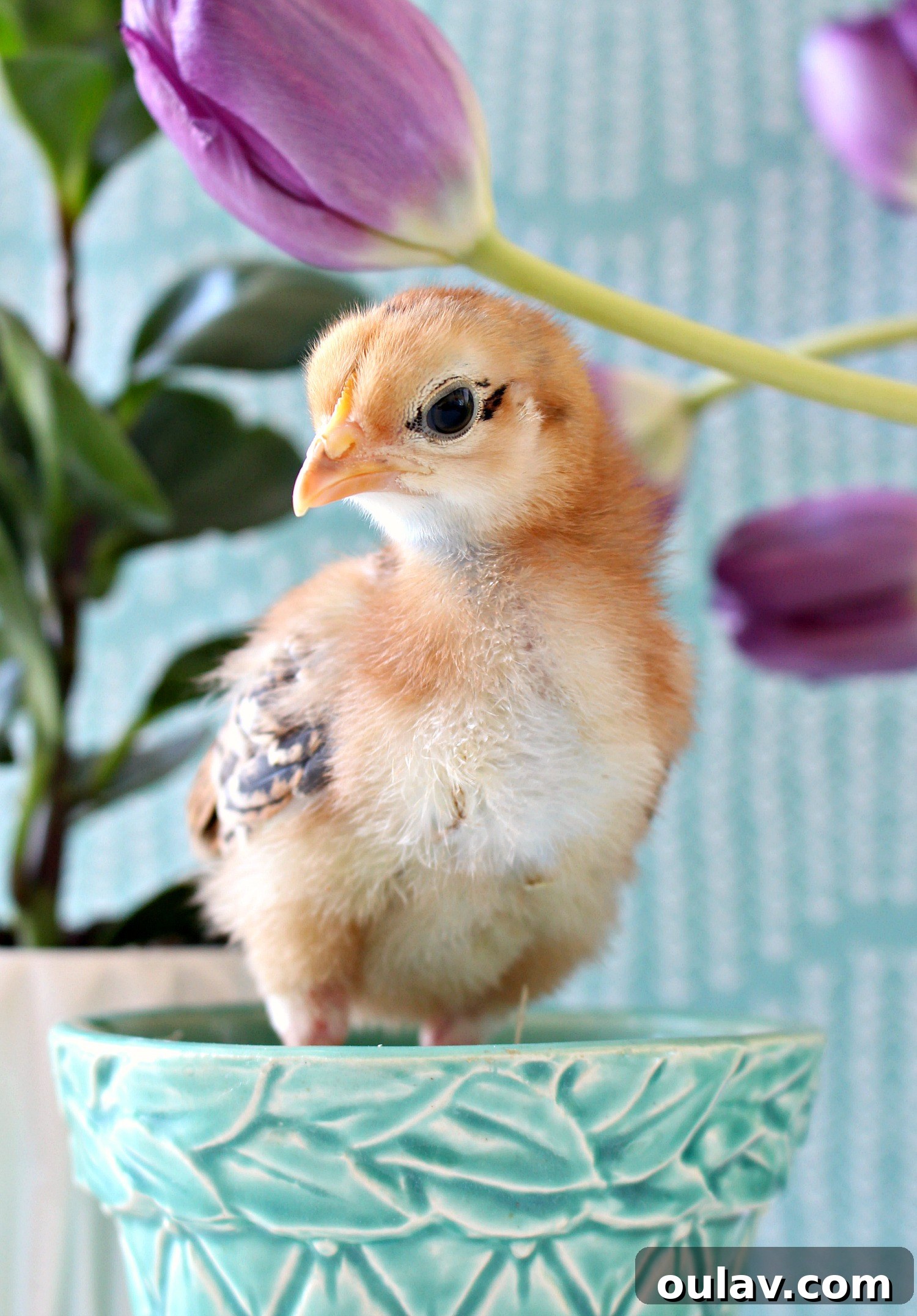 The Latest Baby Chick Portraits 2 Fluffy Baby Chicks Posing for Camera