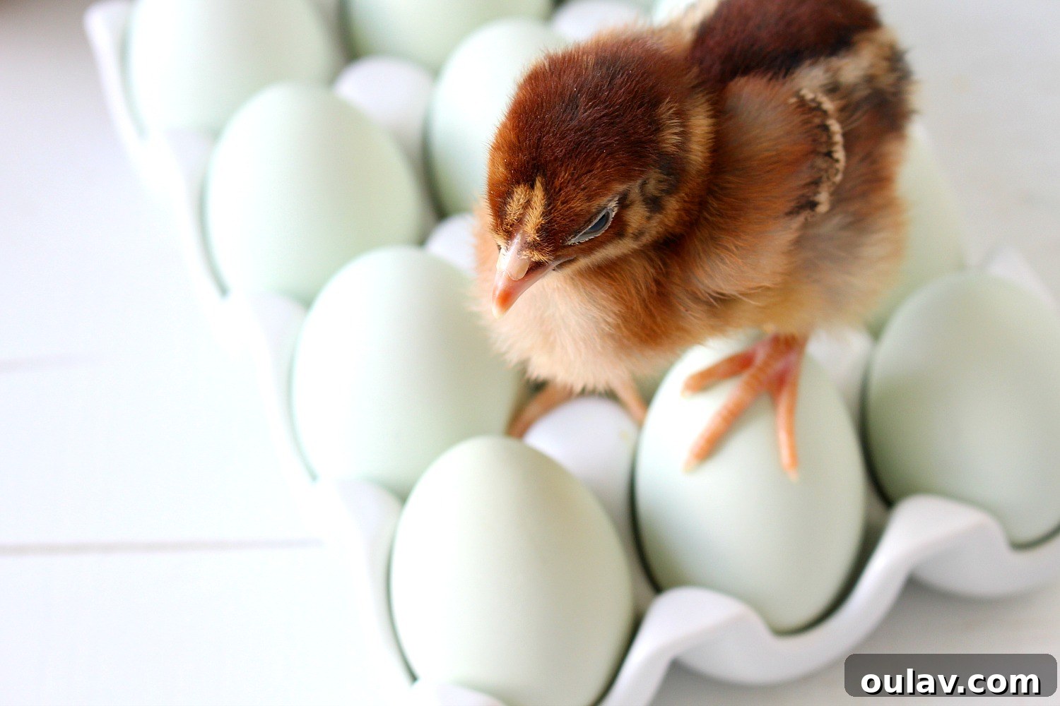 The Latest Baby Chick Portraits 11 Absolutely Cute Spring Chicks