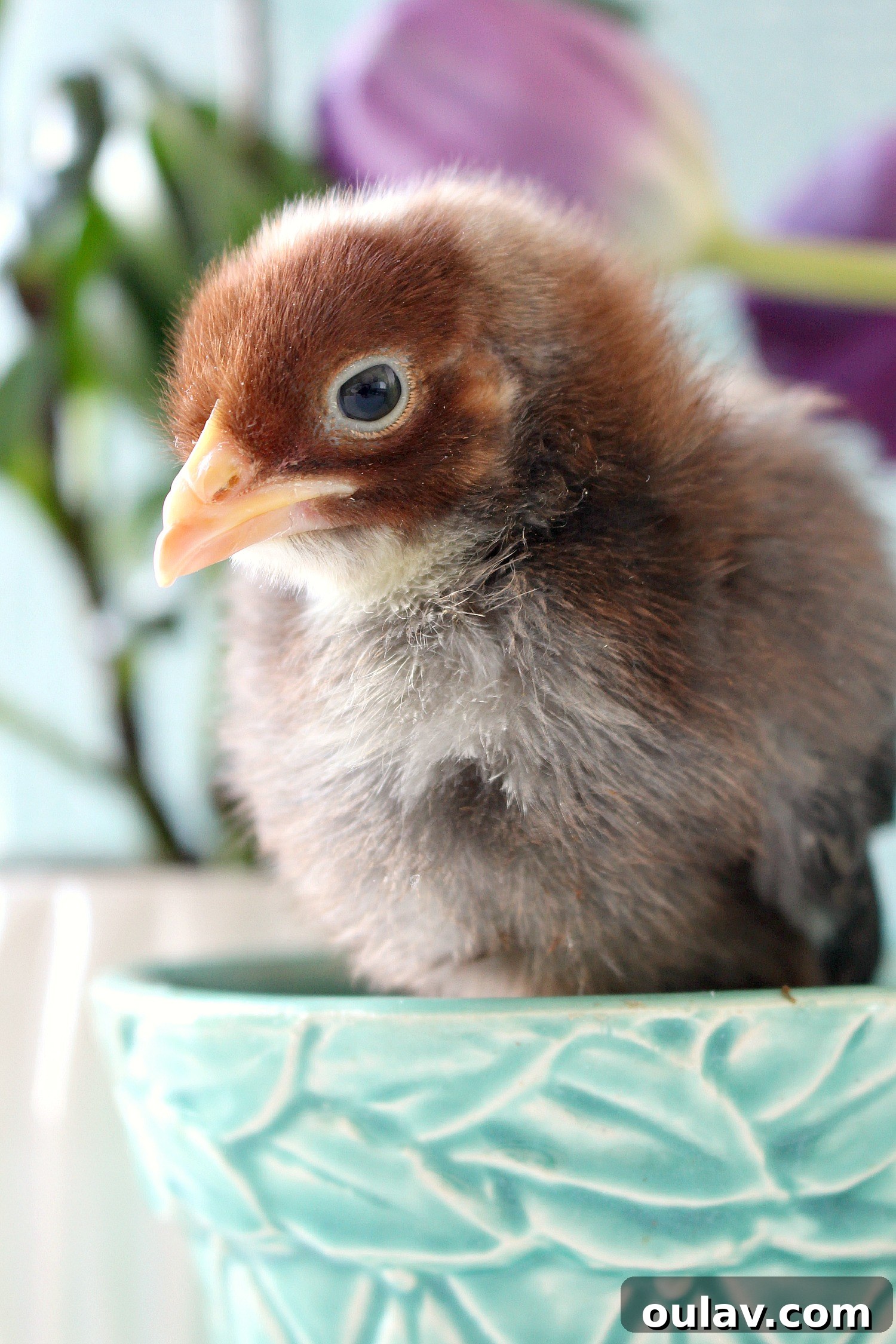 The Latest Baby Chick Portraits 12 Heartwarming Chick Photo Shoot