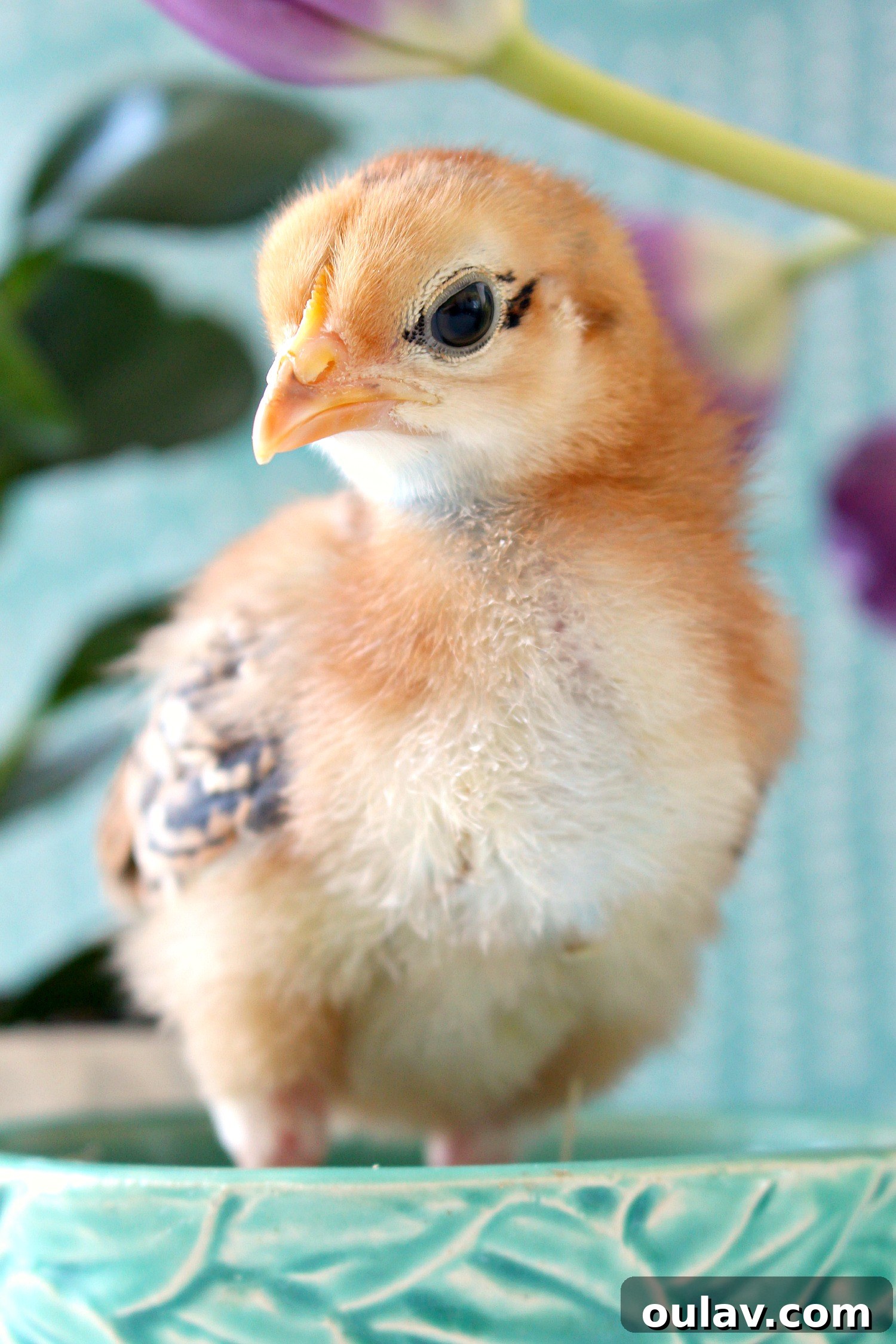 The Latest Baby Chick Portraits 13 Radiant Golden Chick