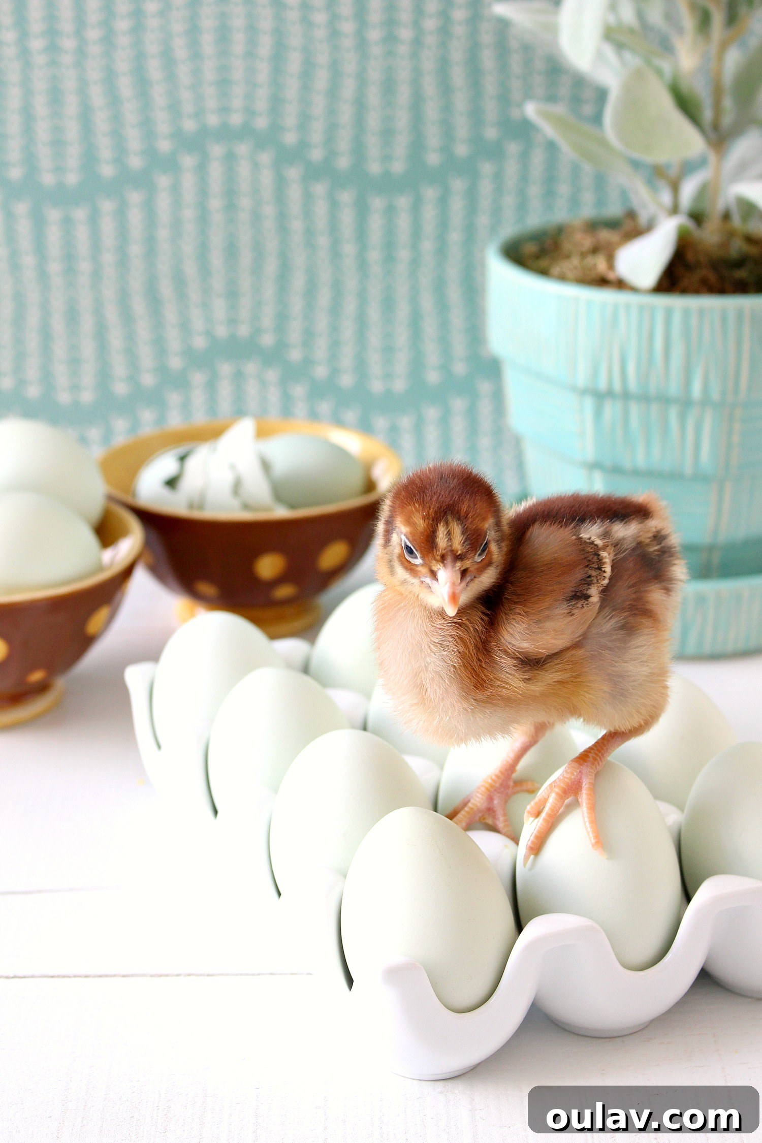The Latest Baby Chick Portraits 14 Adorable Spring Chick Photo Shoot