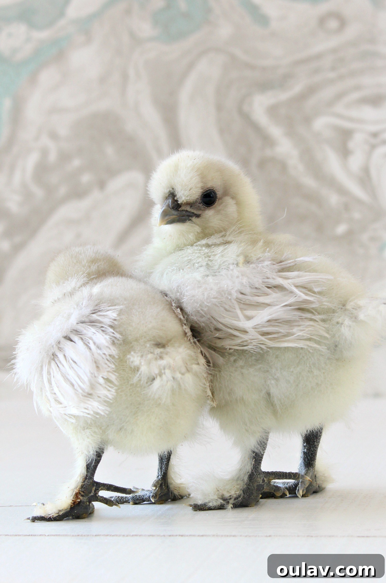 The Latest Baby Chick Portraits 15 Stunning Splash Silkie Chicks