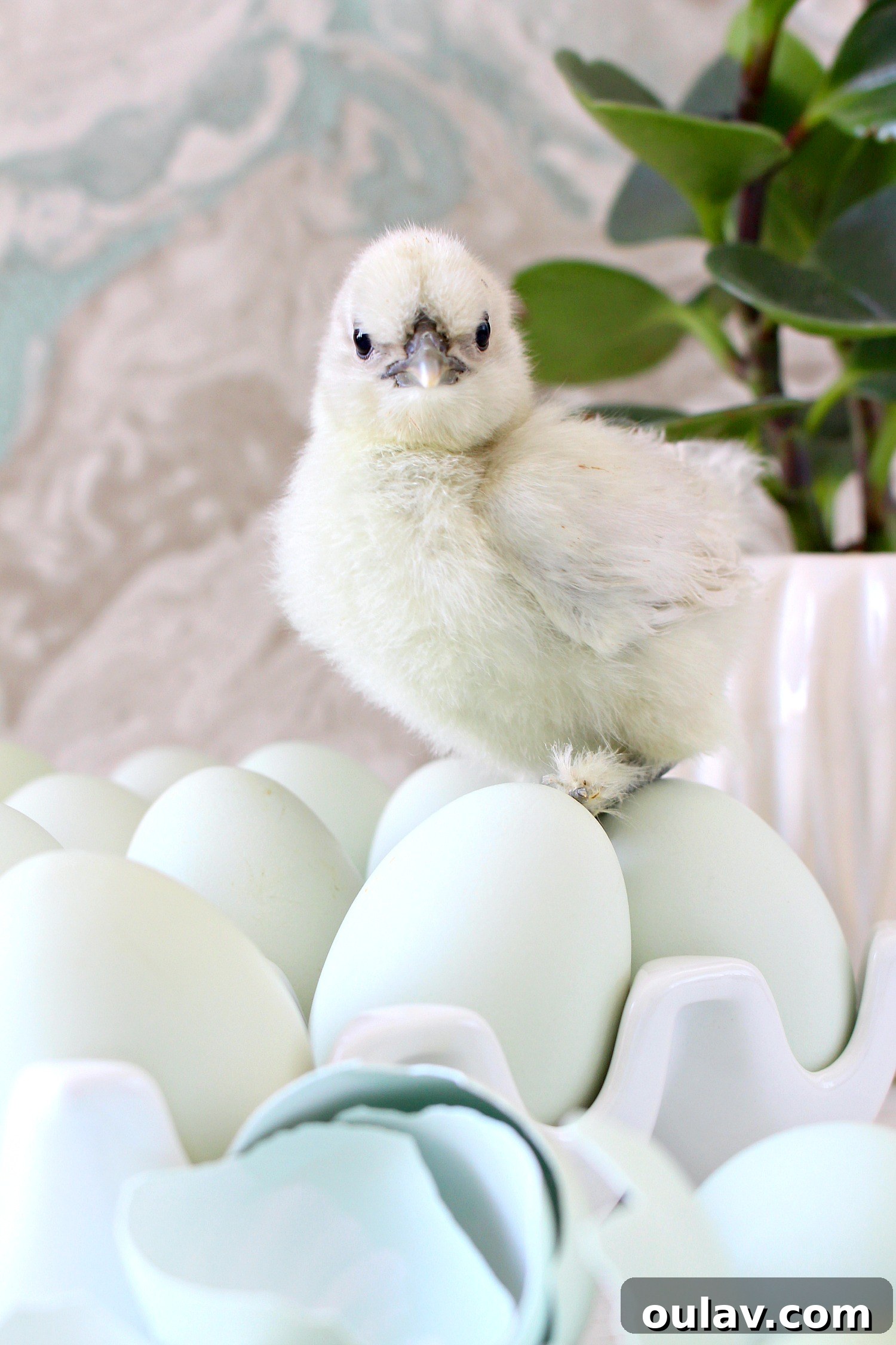 The Latest Baby Chick Portraits 16 Charming Splash Silkie Chick