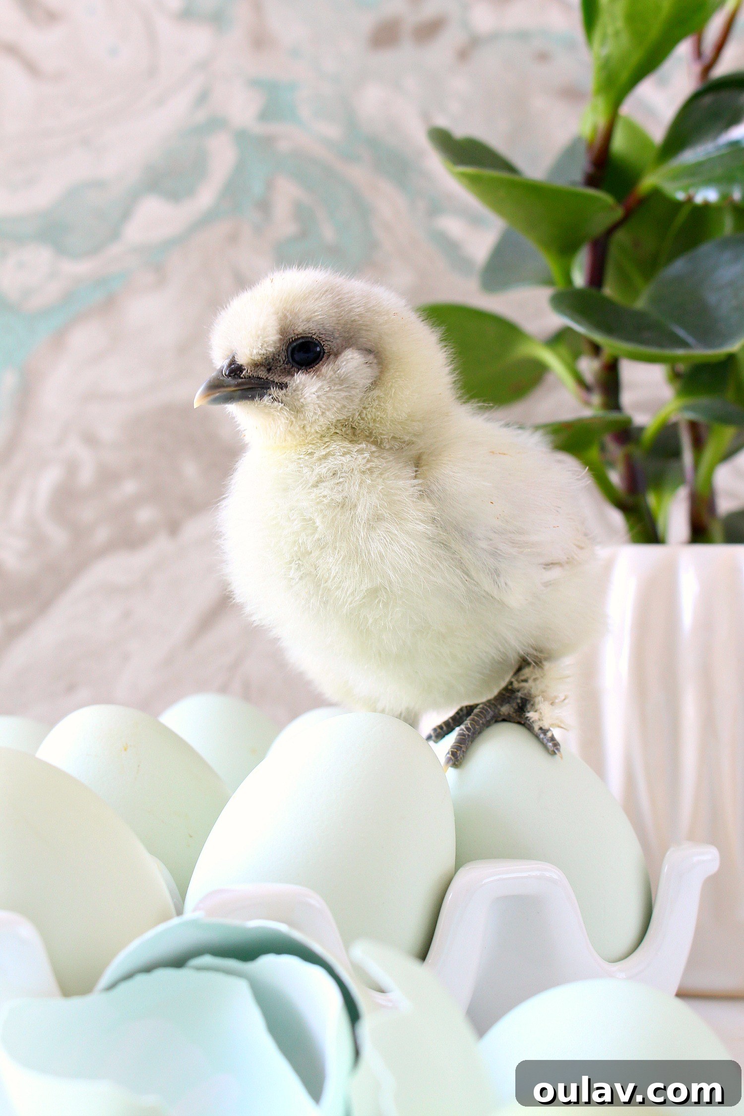 The Latest Baby Chick Portraits 17 Beautiful Silkie Chick Photos