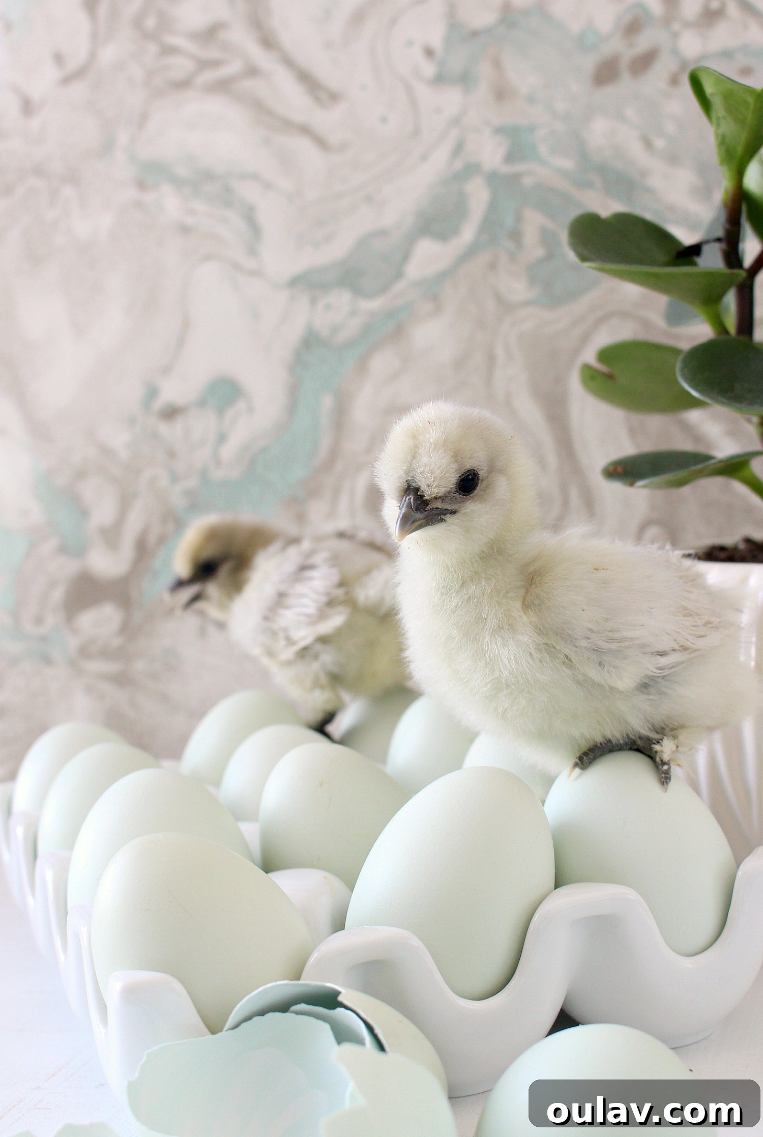 The Latest Baby Chick Portraits 18 Adorable Baby Silkies