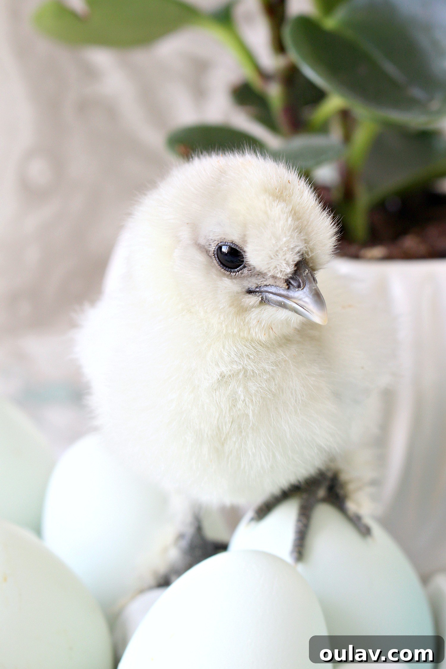 The Latest Baby Chick Portraits 20 Sweet Splash Silkie Chick