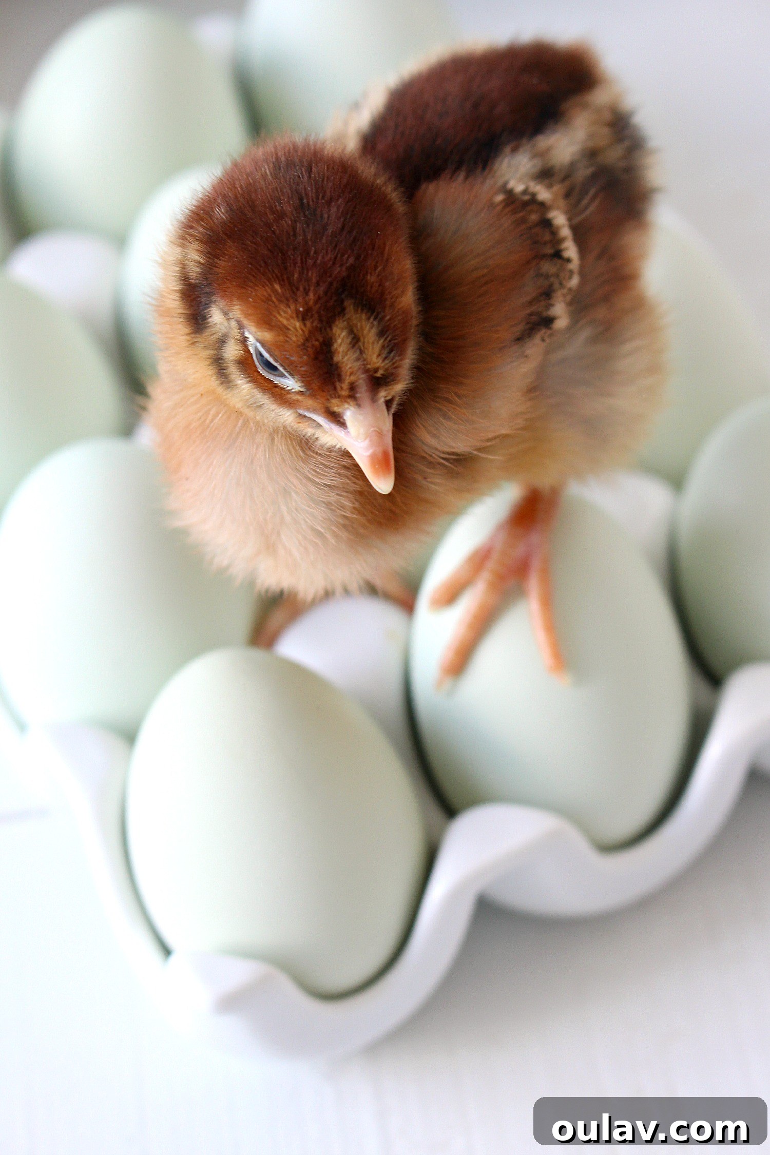 The Latest Baby Chick Portraits 3 Captivating Baby Chicken on Decorative Eggs