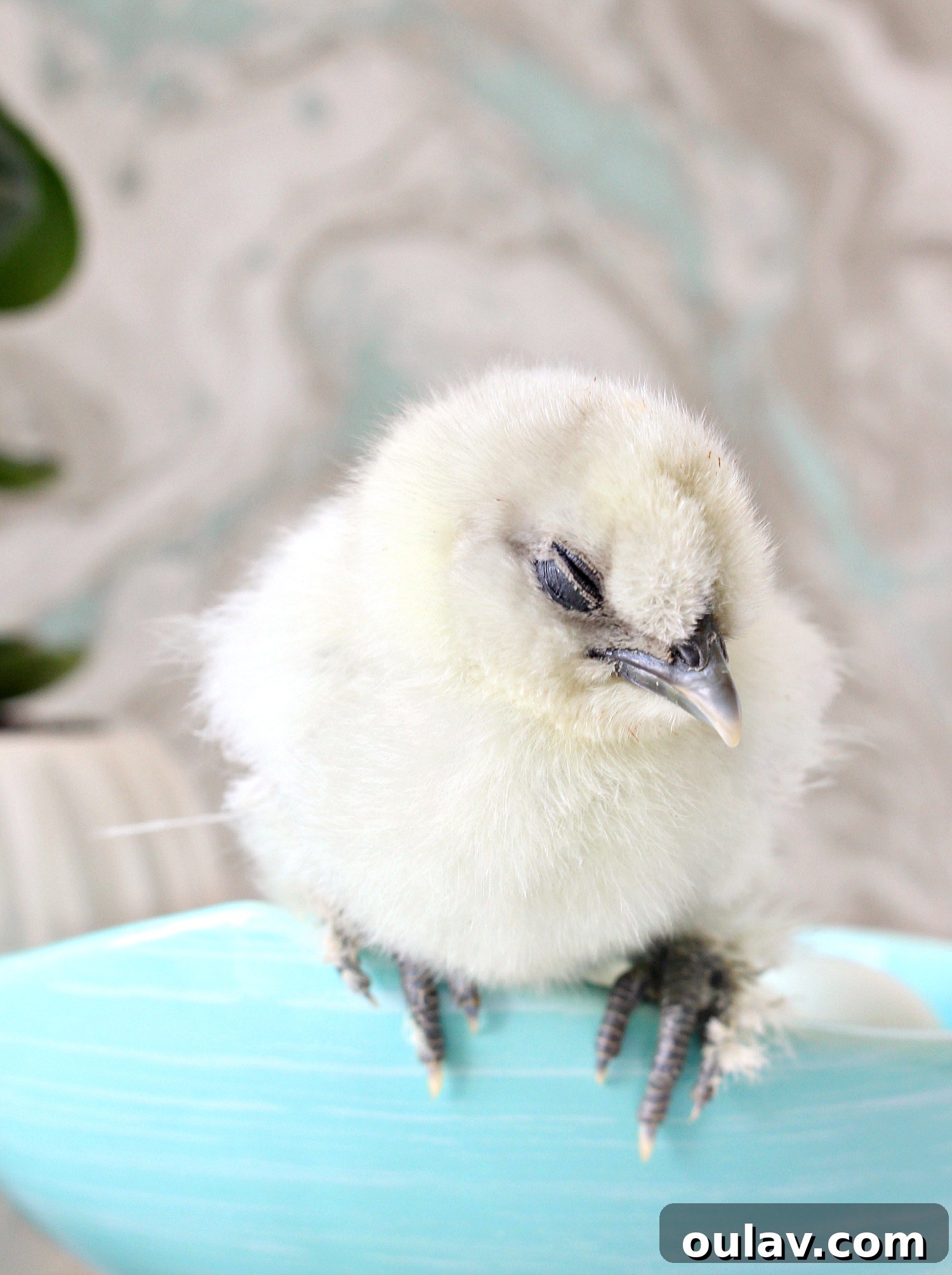 The Latest Baby Chick Portraits 21 Precious Sleeping Baby Chicks