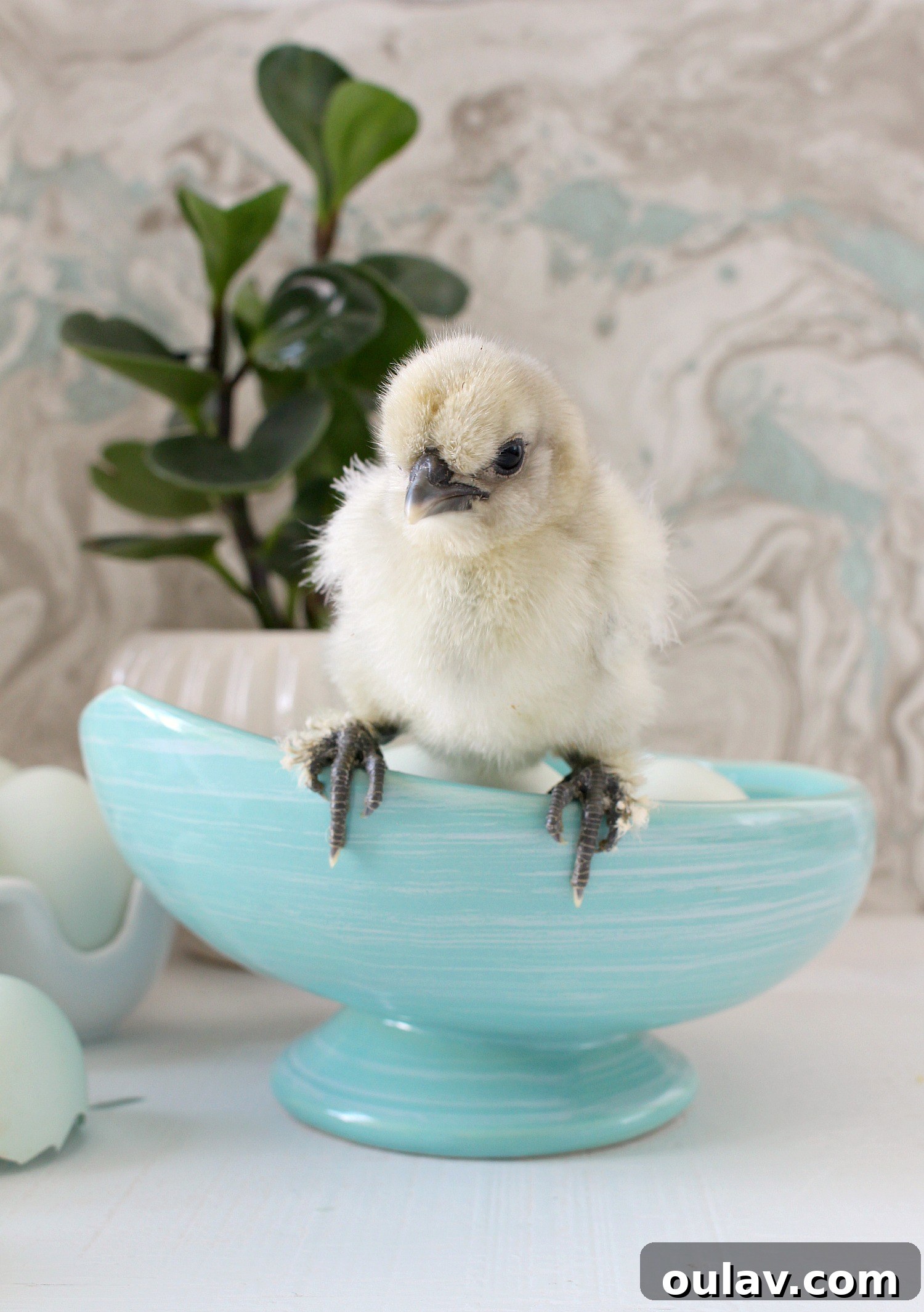 The Latest Baby Chick Portraits 22 Adorable Silkie Chicks