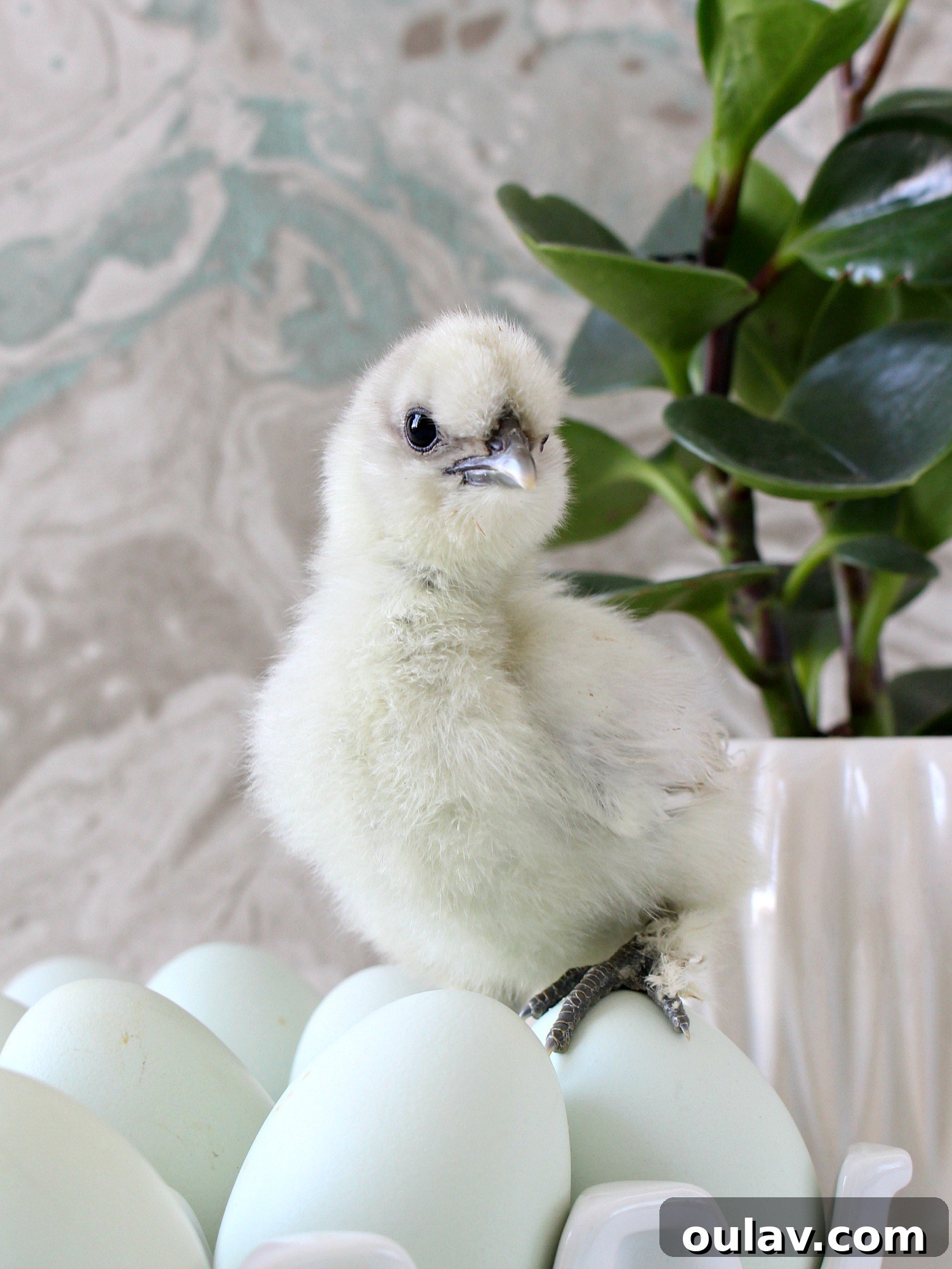 The Latest Baby Chick Portraits 23 Charming Baby Chick Photography