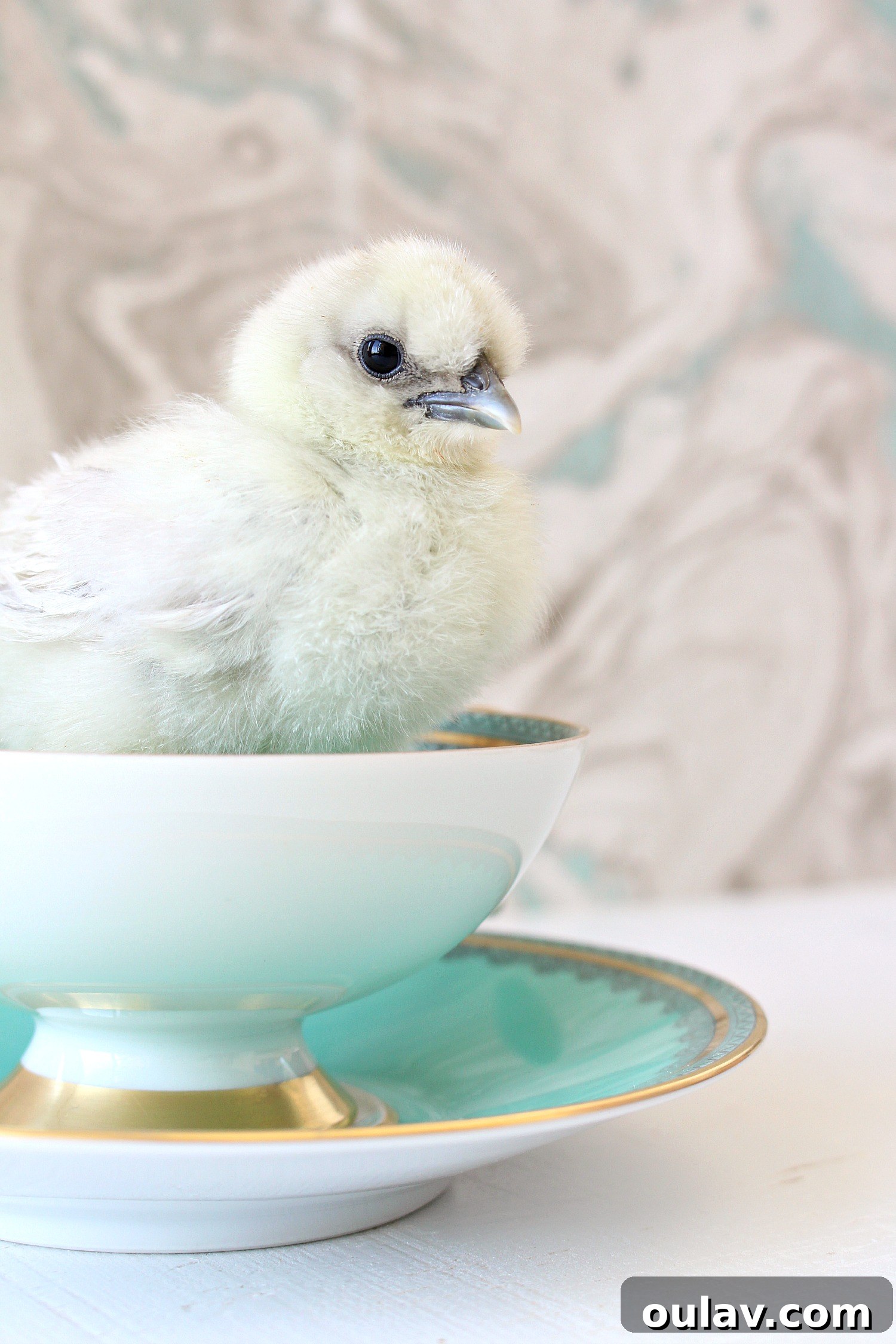 The Latest Baby Chick Portraits 24 Sweet Adorable Chicks in Tea Cups