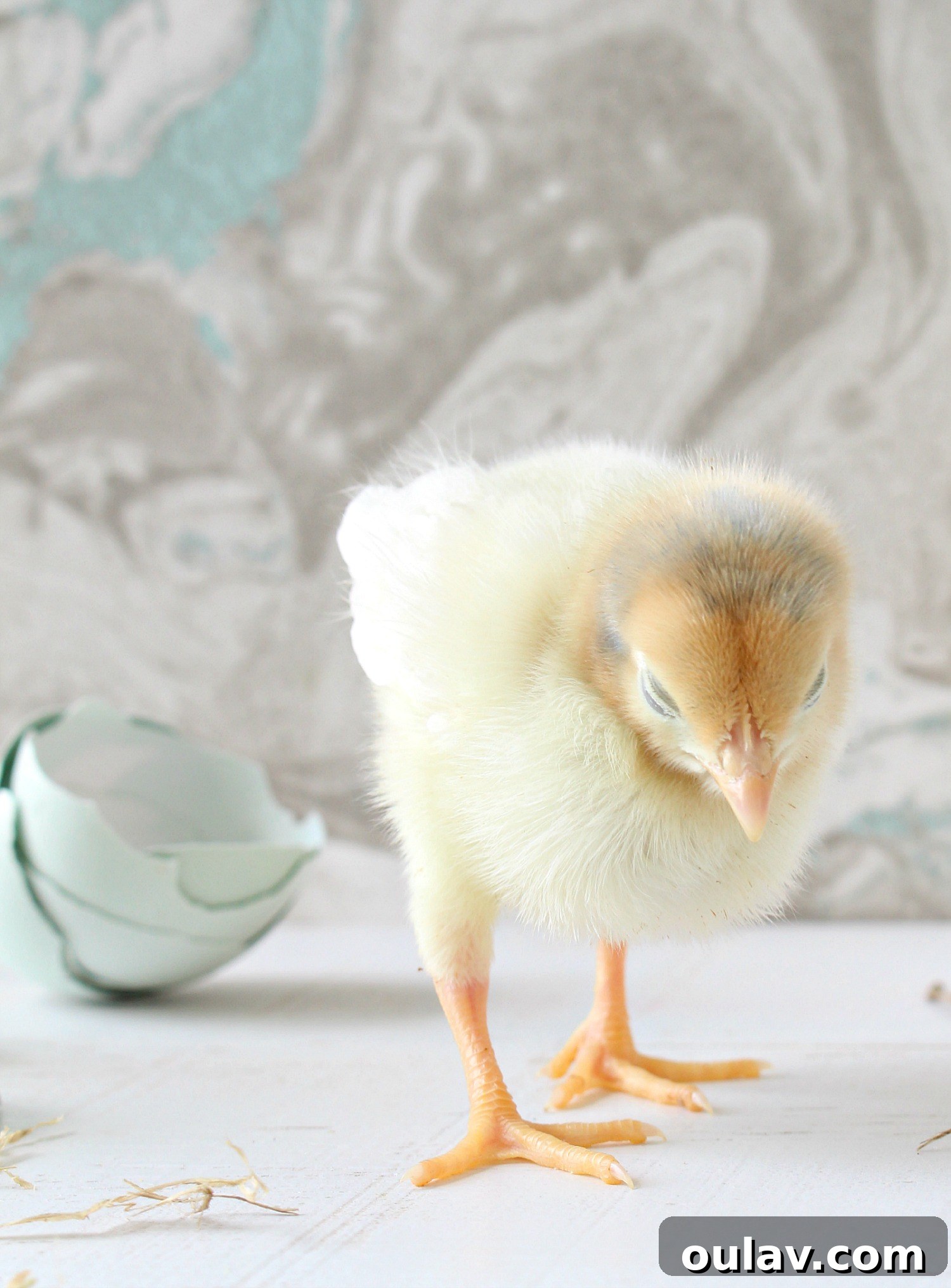 Sweet Yellow Chick Hatched Spring 2020